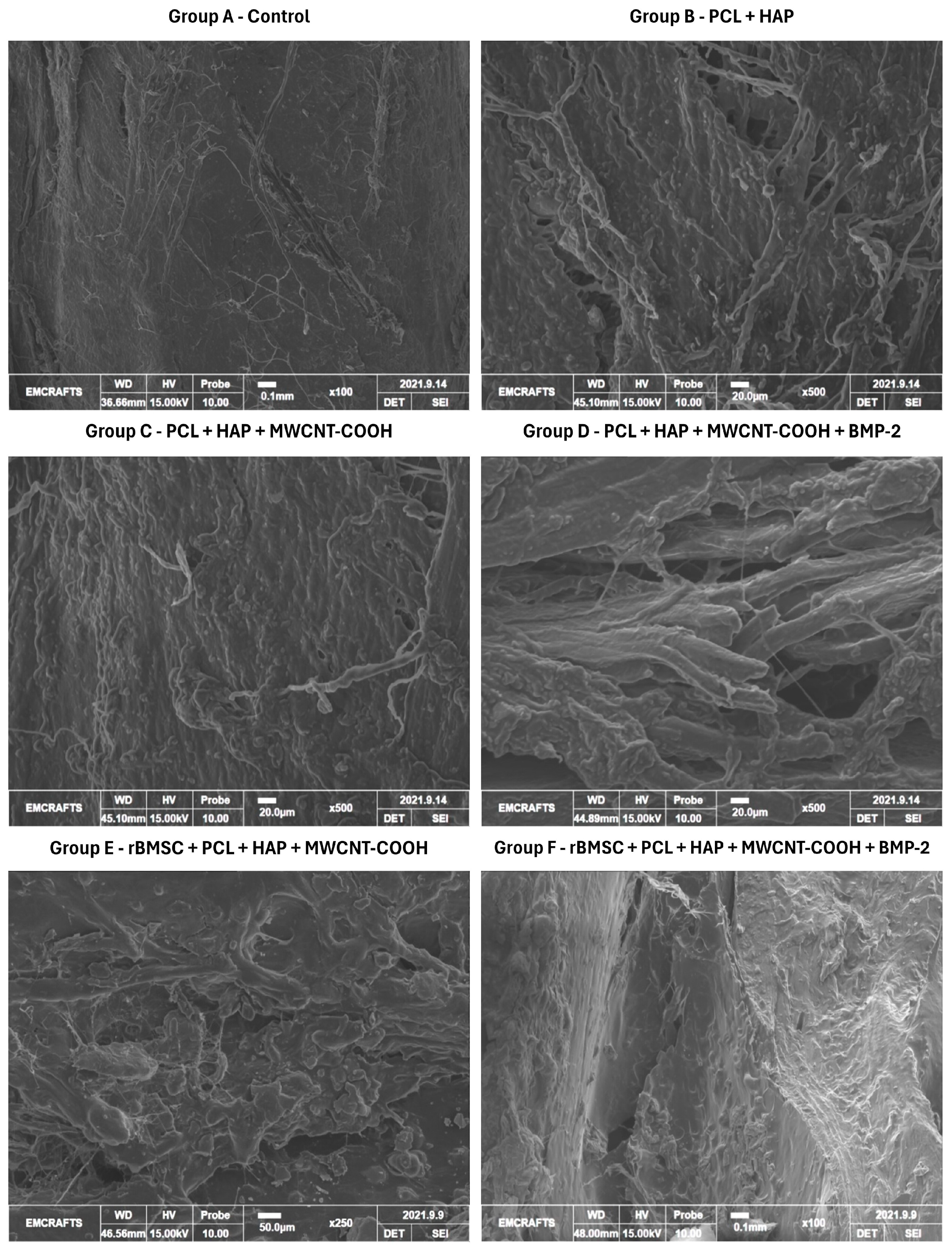 Jfb 15 00066 g005 Jfb 15 00066 g005