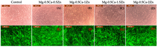 In Vitro and In Vivo Analysis of the Mg-Ca-Zn Biodegradable Alloys
