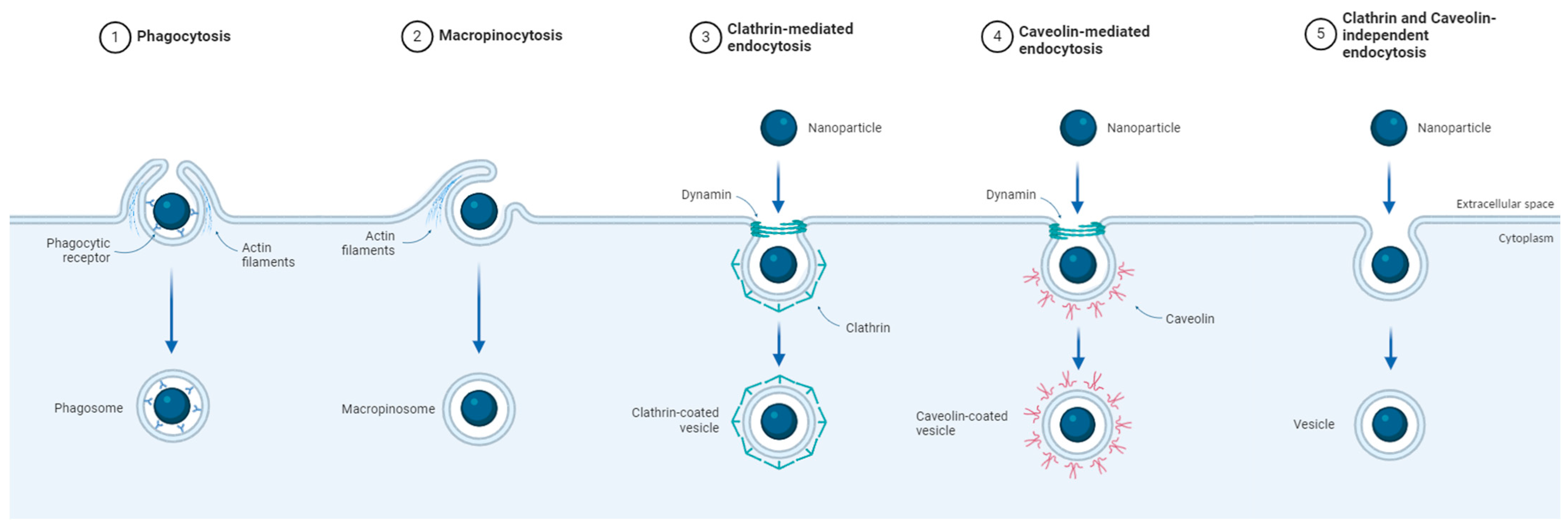 Jfb 15 00169 g001 Jfb 15 00169 g001