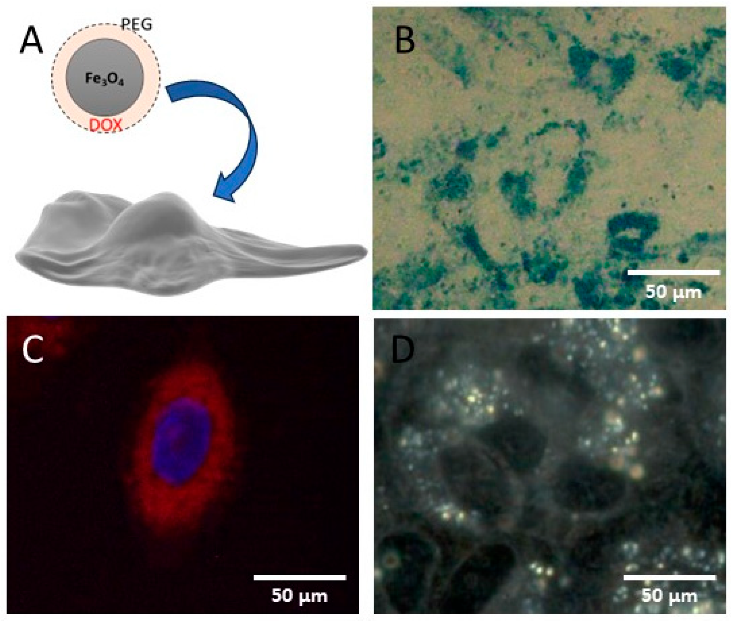 Jfb 15 00169 g002 Jfb 15 00169 g002