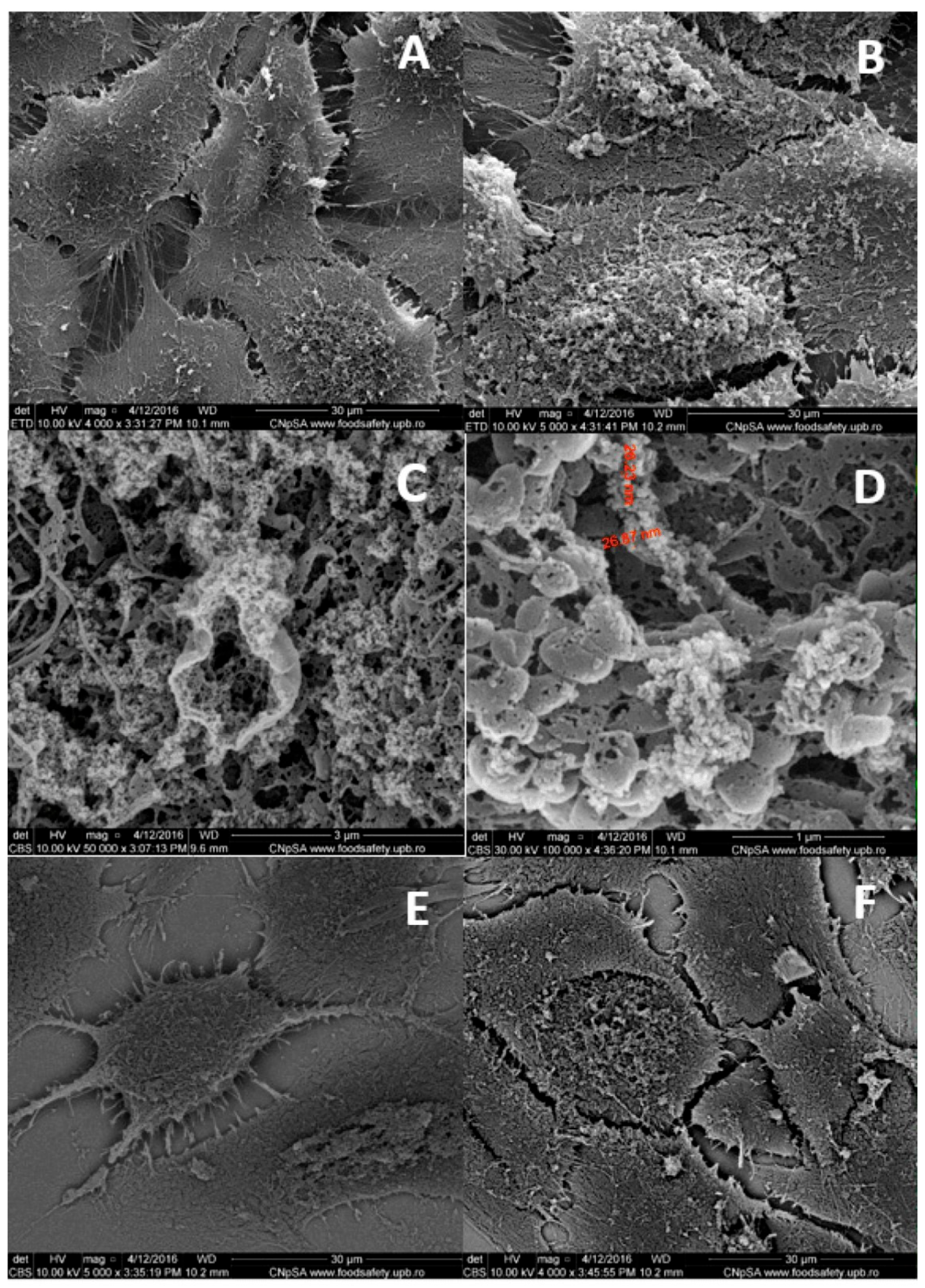 Jfb 15 00169 g003 Jfb 15 00169 g003