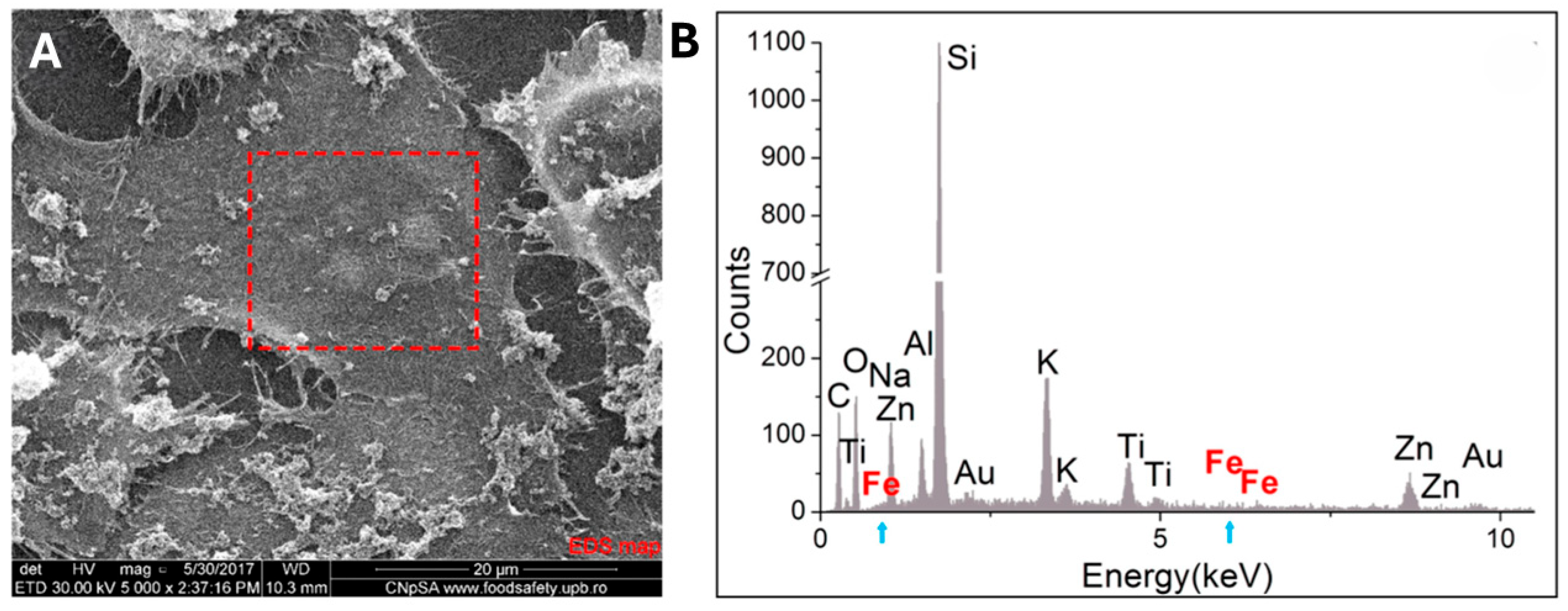 Jfb 15 00169 g005 Jfb 15 00169 g005