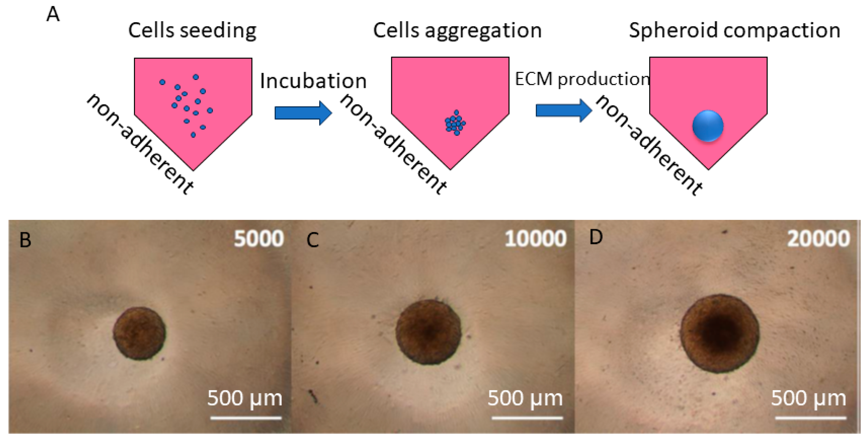 Jfb 15 00169 g007 Jfb 15 00169 g007