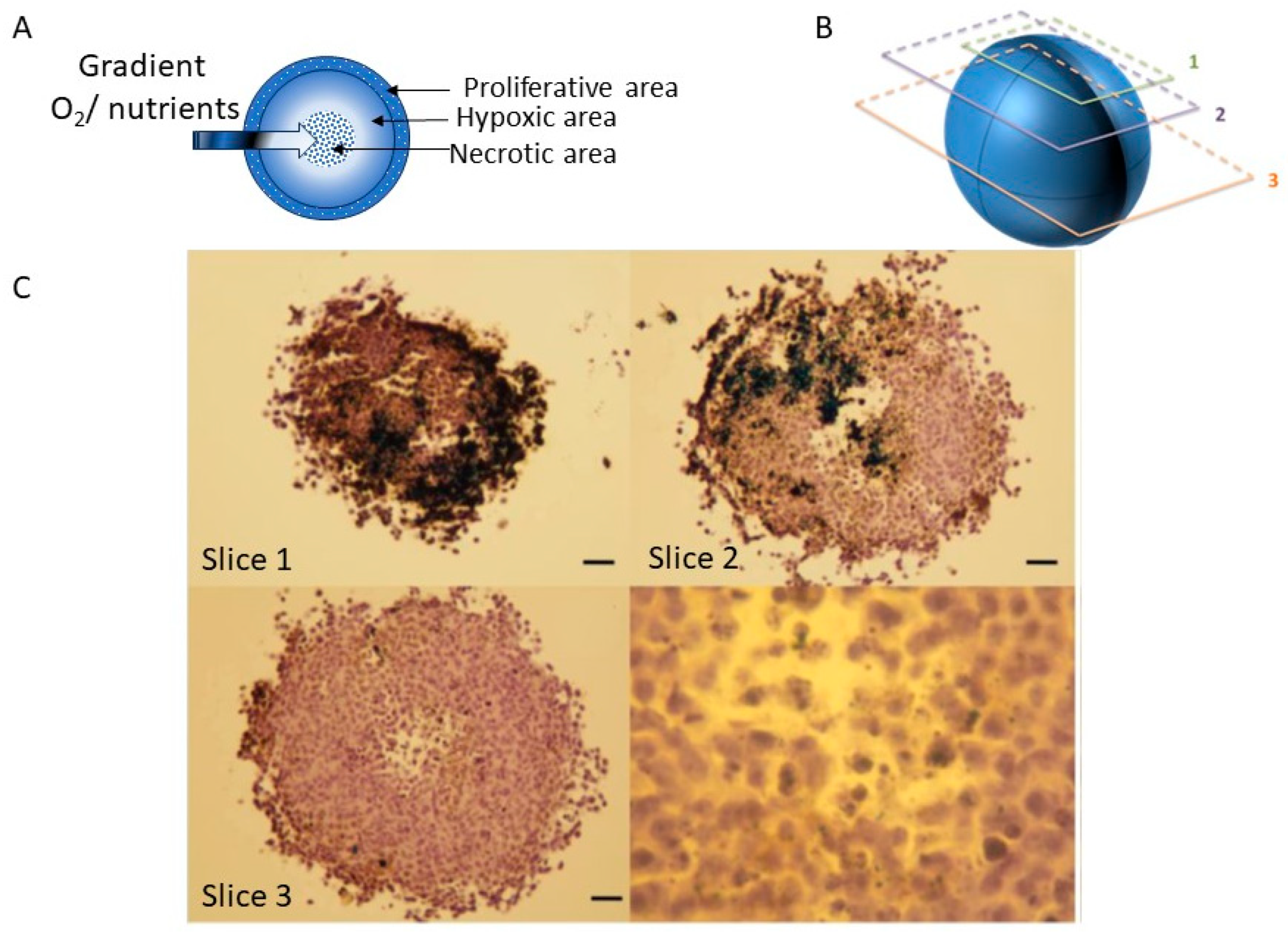 Jfb 15 00169 g008 Jfb 15 00169 g008