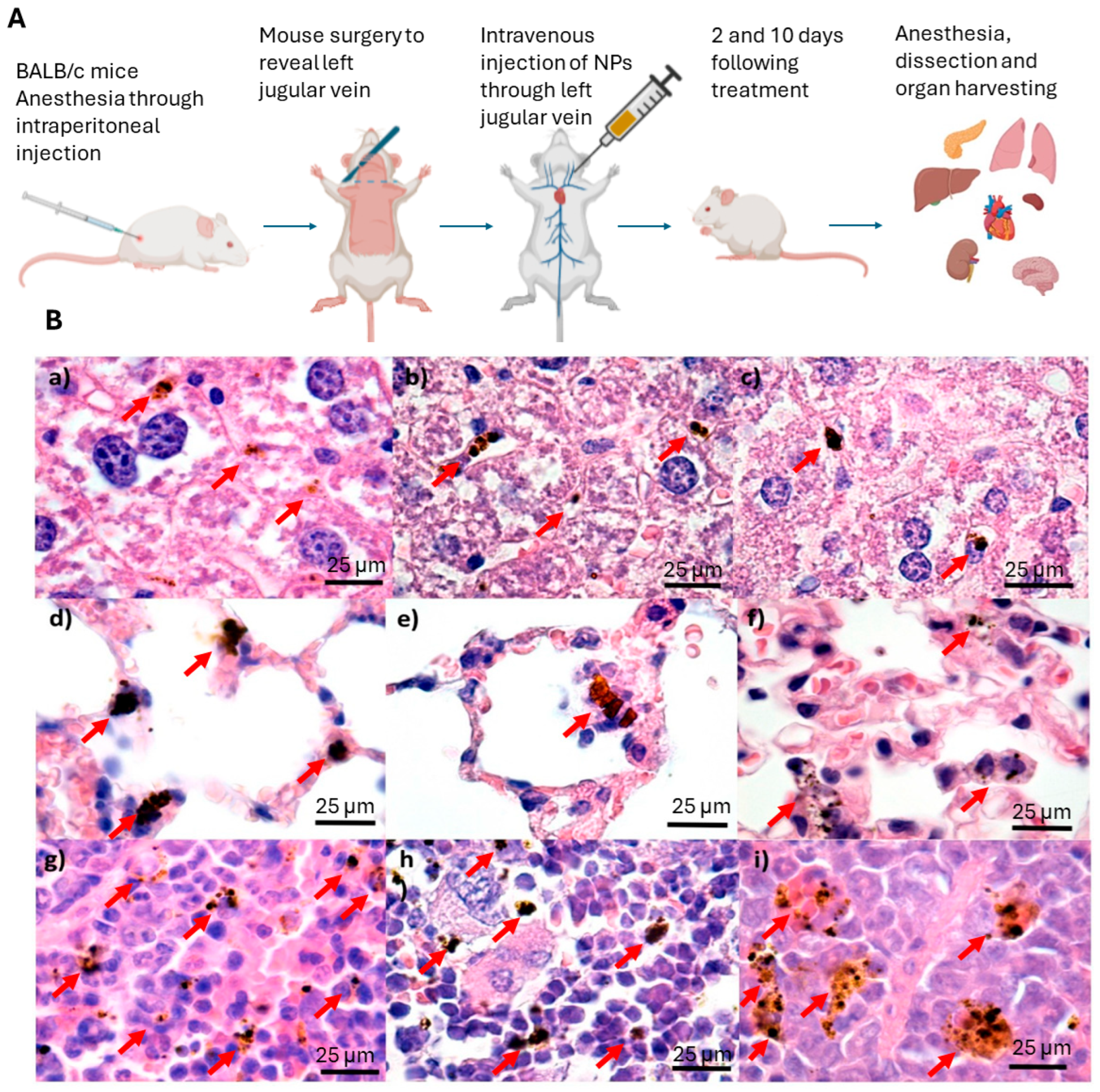 Jfb 15 00169 g010 Jfb 15 00169 g010