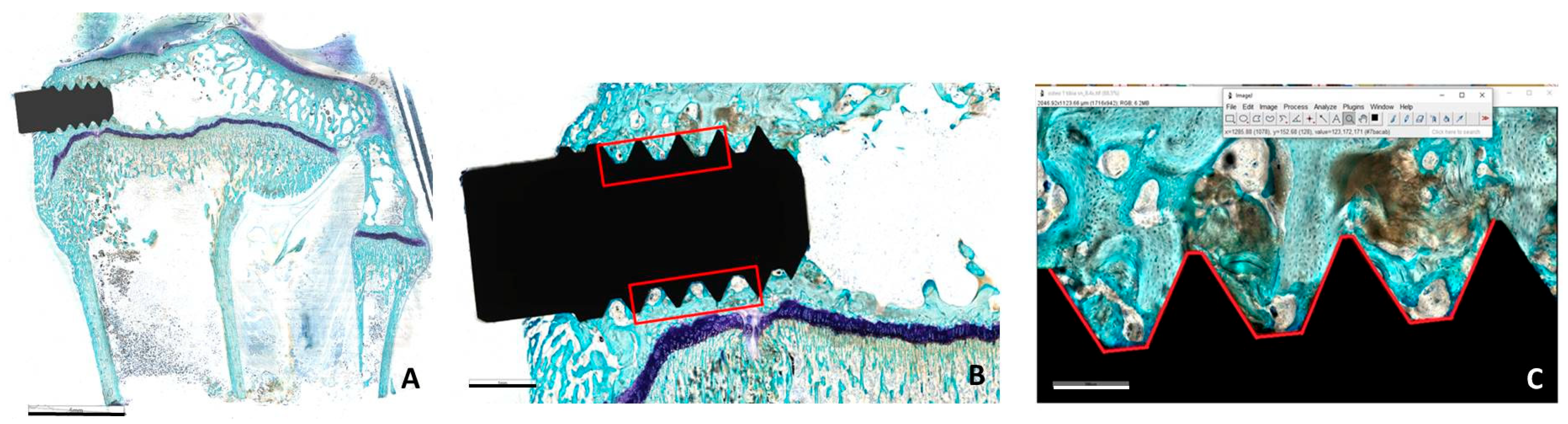 Jfb 15 00170 g002 Jfb 15 00170 g002