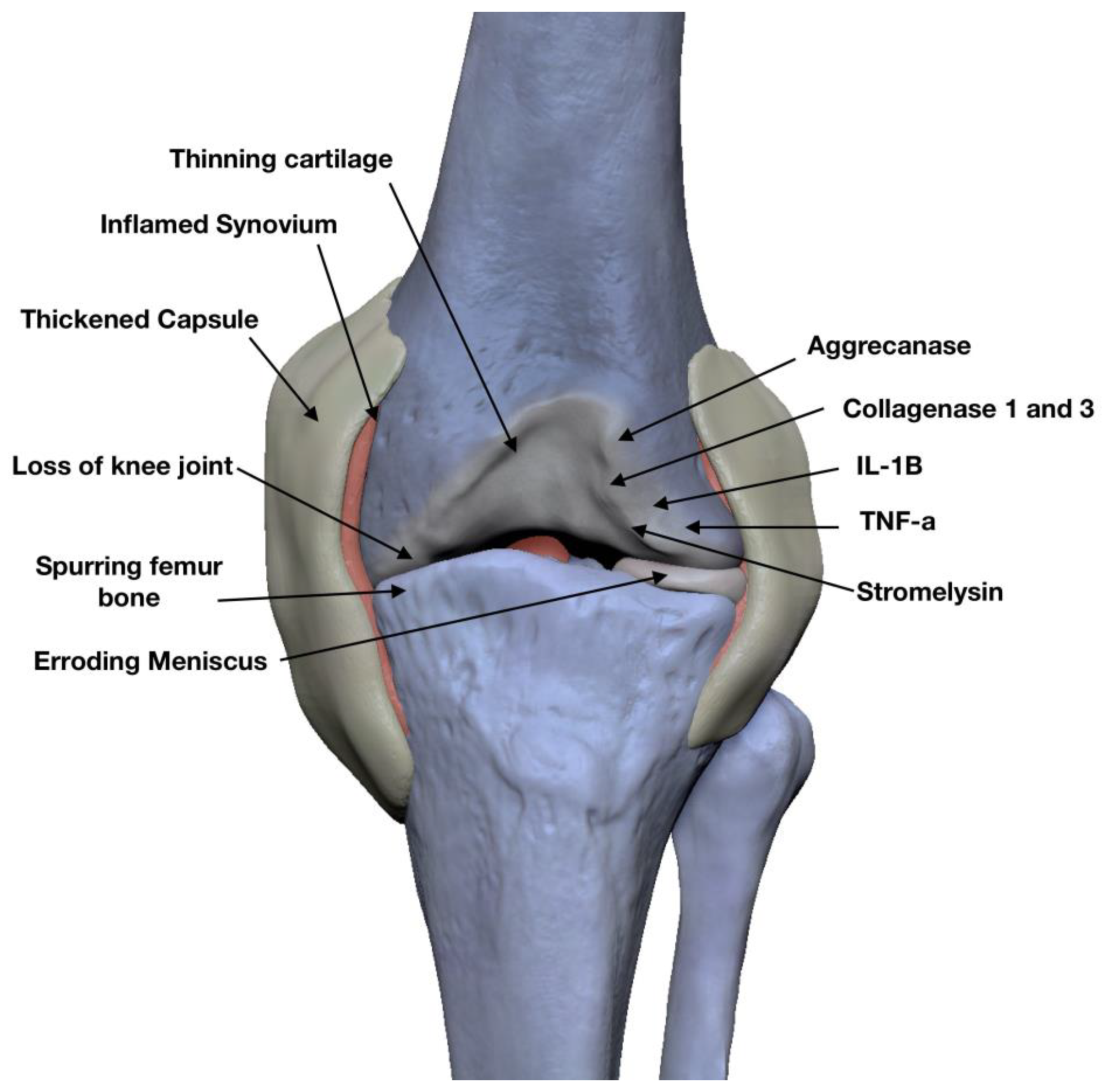 Jfb 15 00221 g004 Jfb 15 00221 g004