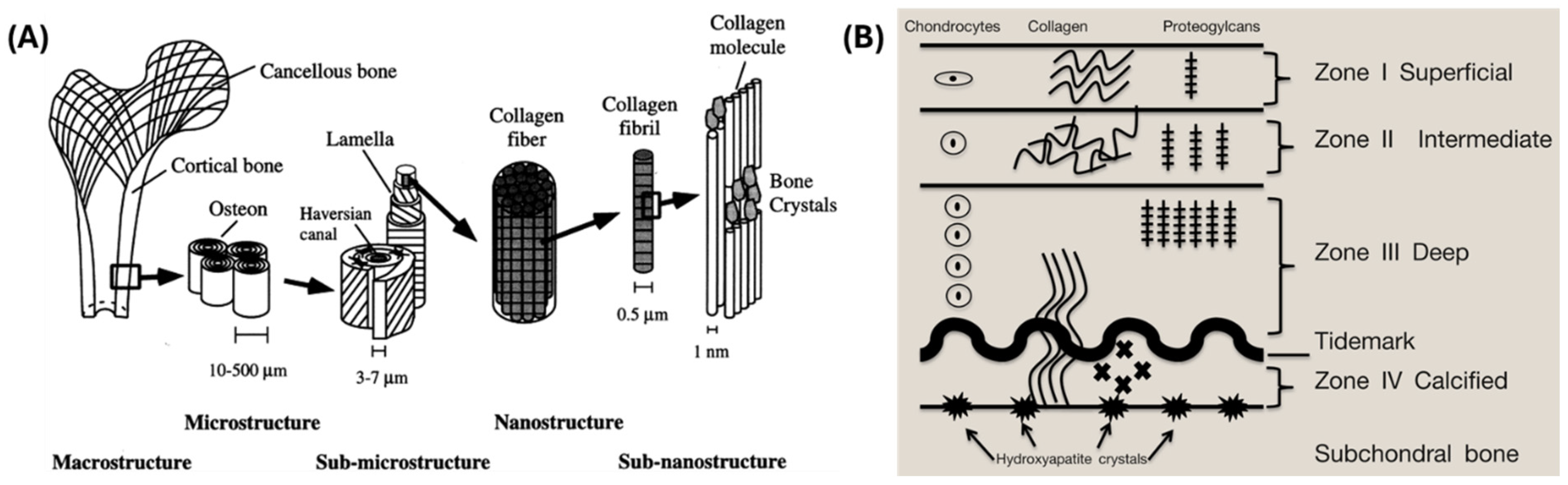 【15p】アーチタイプハイブリッド Comprehensive History of CSP Genes: Evolution, Phylogenetic