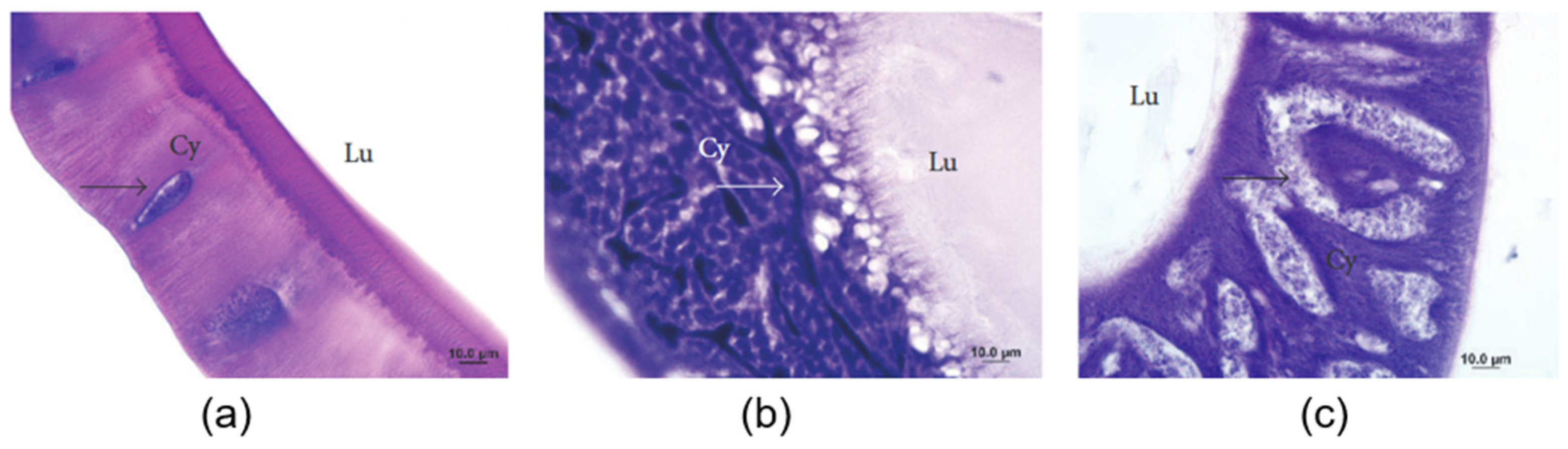 Jfb 15 00322 g005 Jfb 15 00322 g005