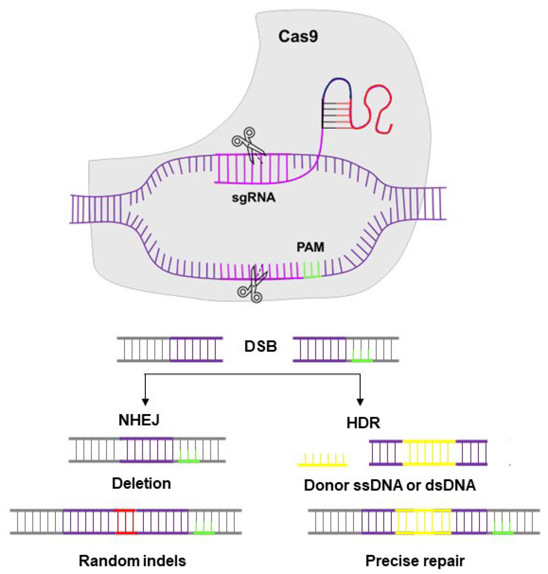Jfb 15 00324 g001 Jfb 15 00324 g001