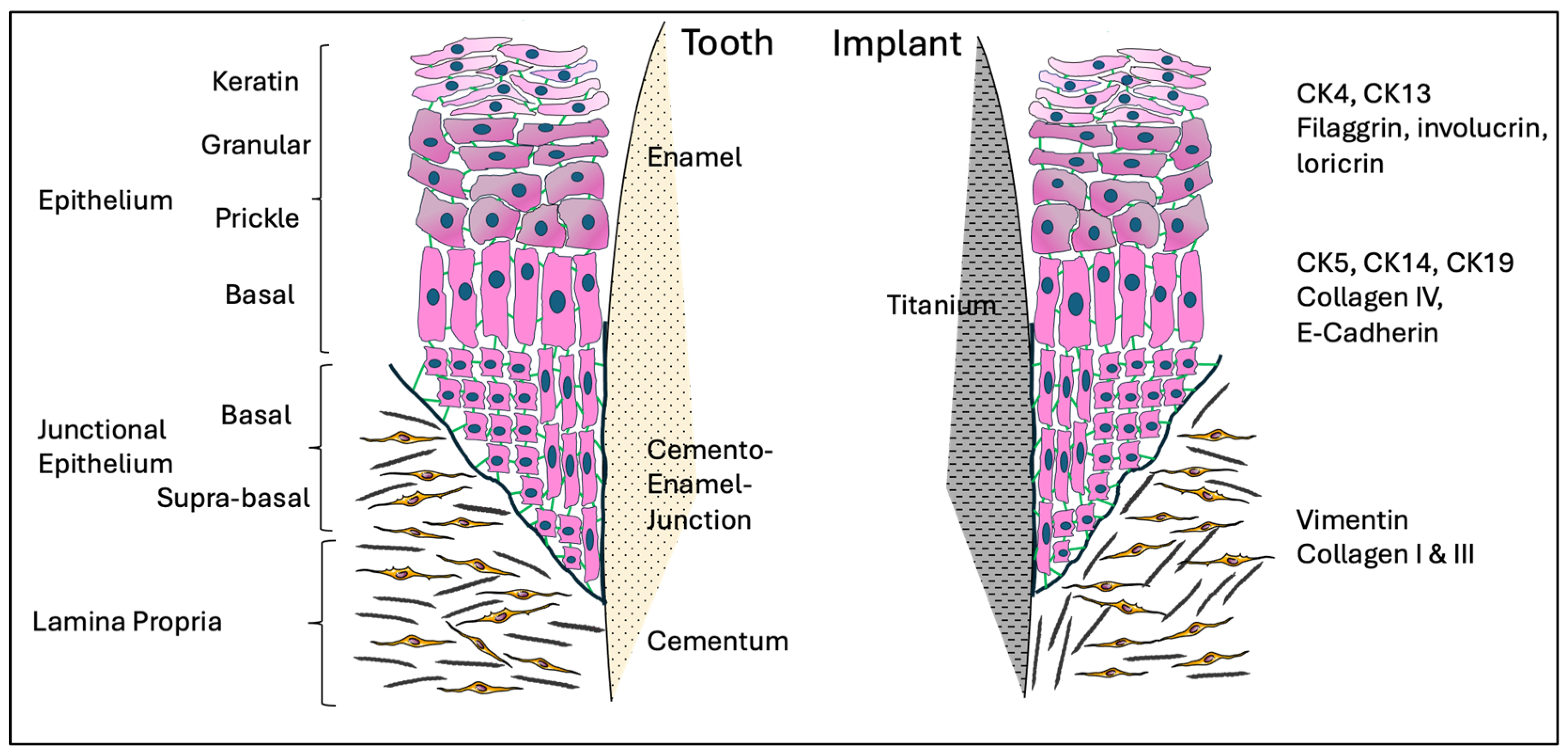 Bioengineering The Junctional Epithelium In 3D Oral Mucosa Models