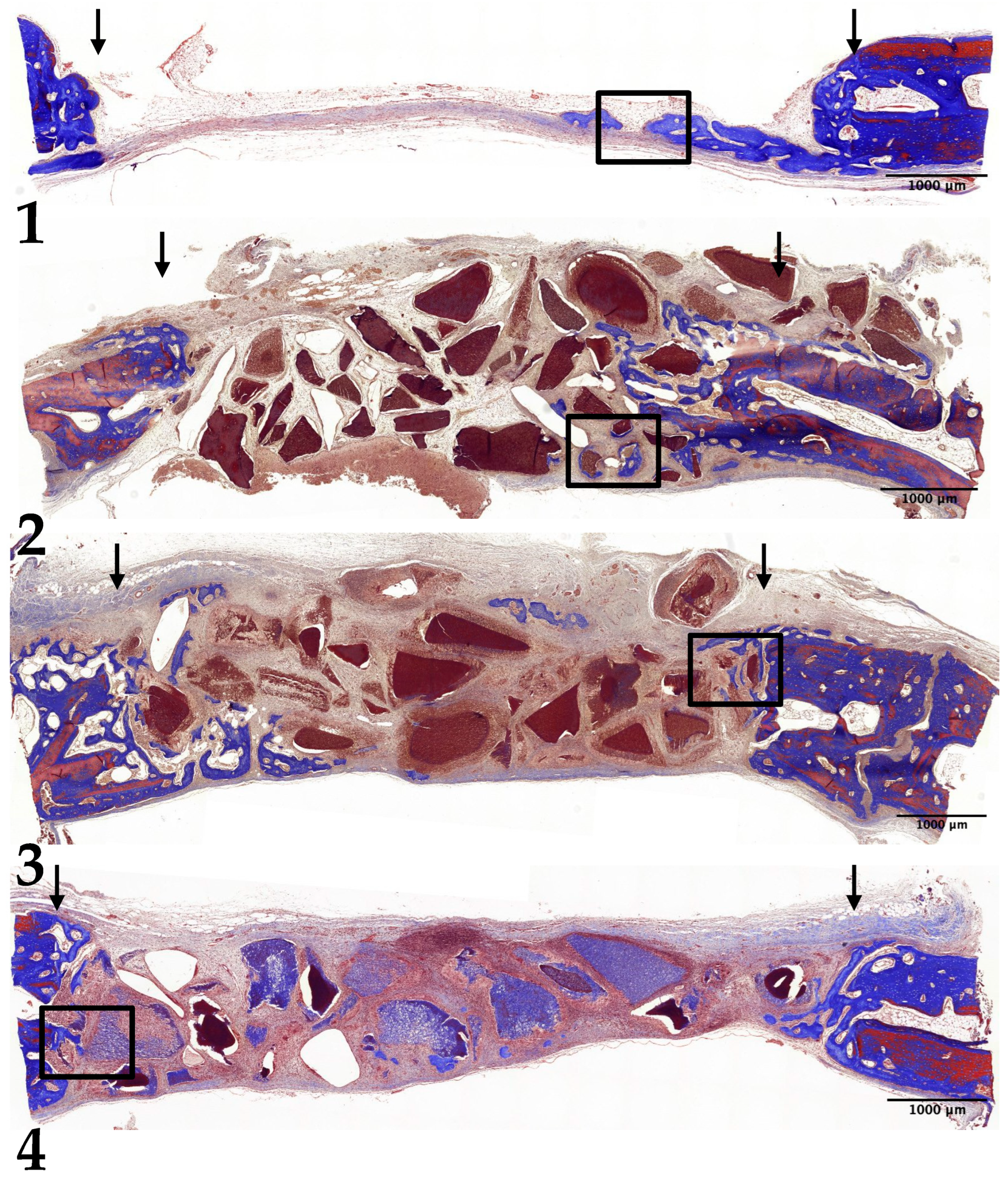 Jfb 15 00331 g002 Jfb 15 00331 g002