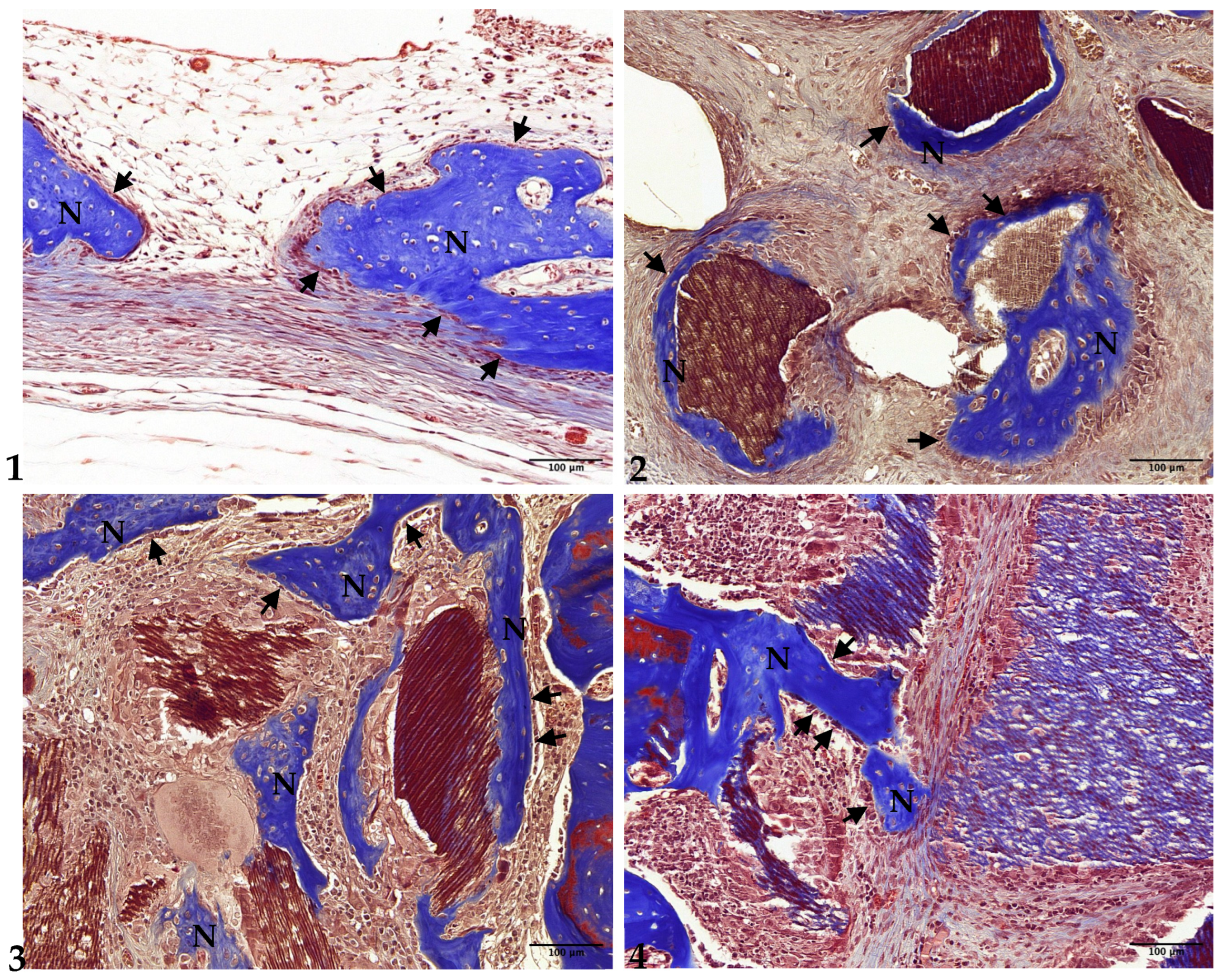 Jfb 15 00331 g003 Jfb 15 00331 g003