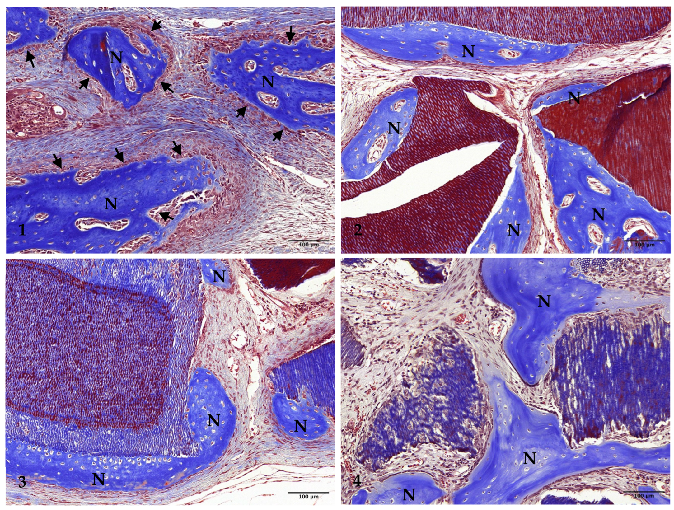 Jfb 15 00331 g005 Jfb 15 00331 g005