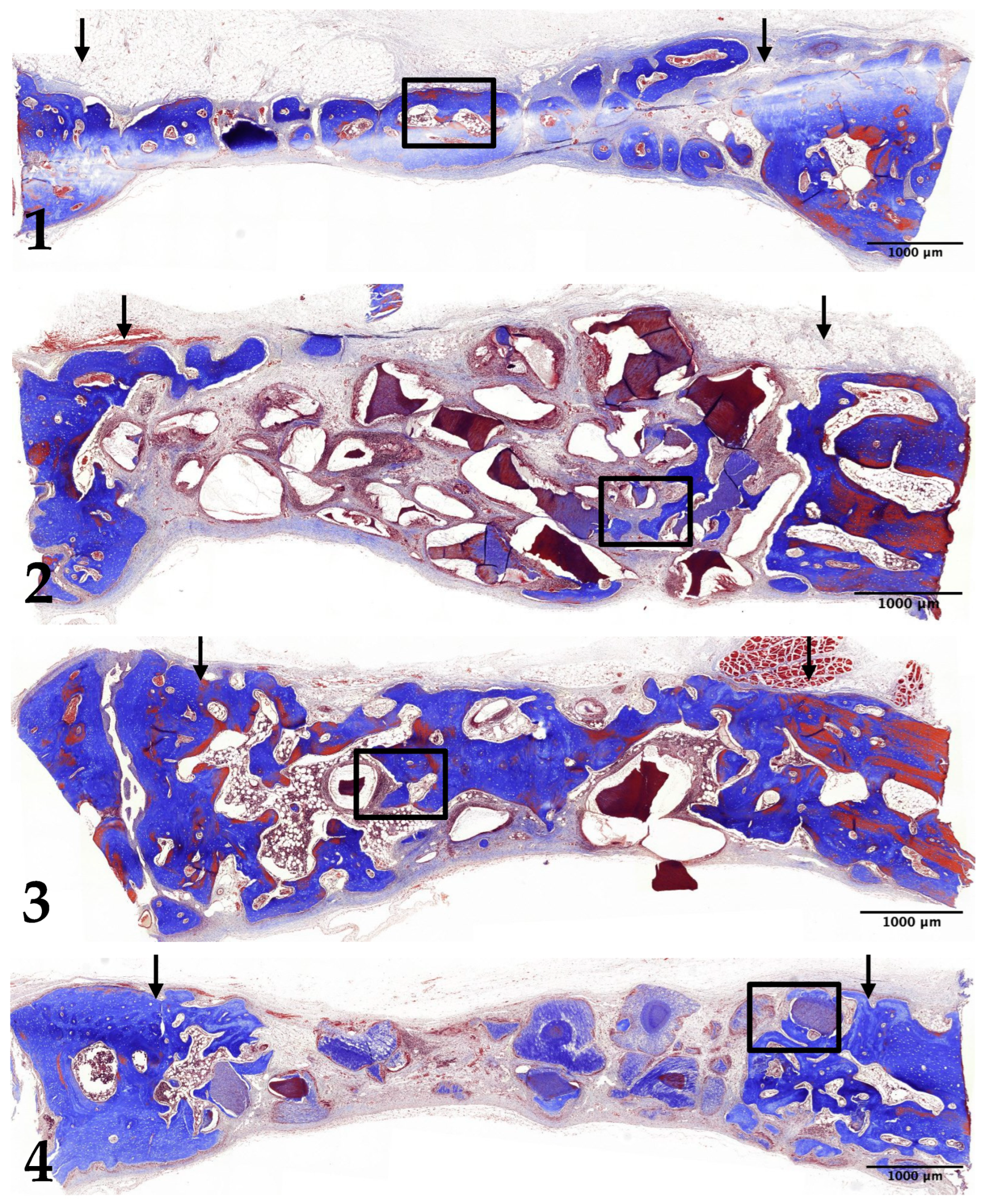 Jfb 15 00331 g006 Jfb 15 00331 g006