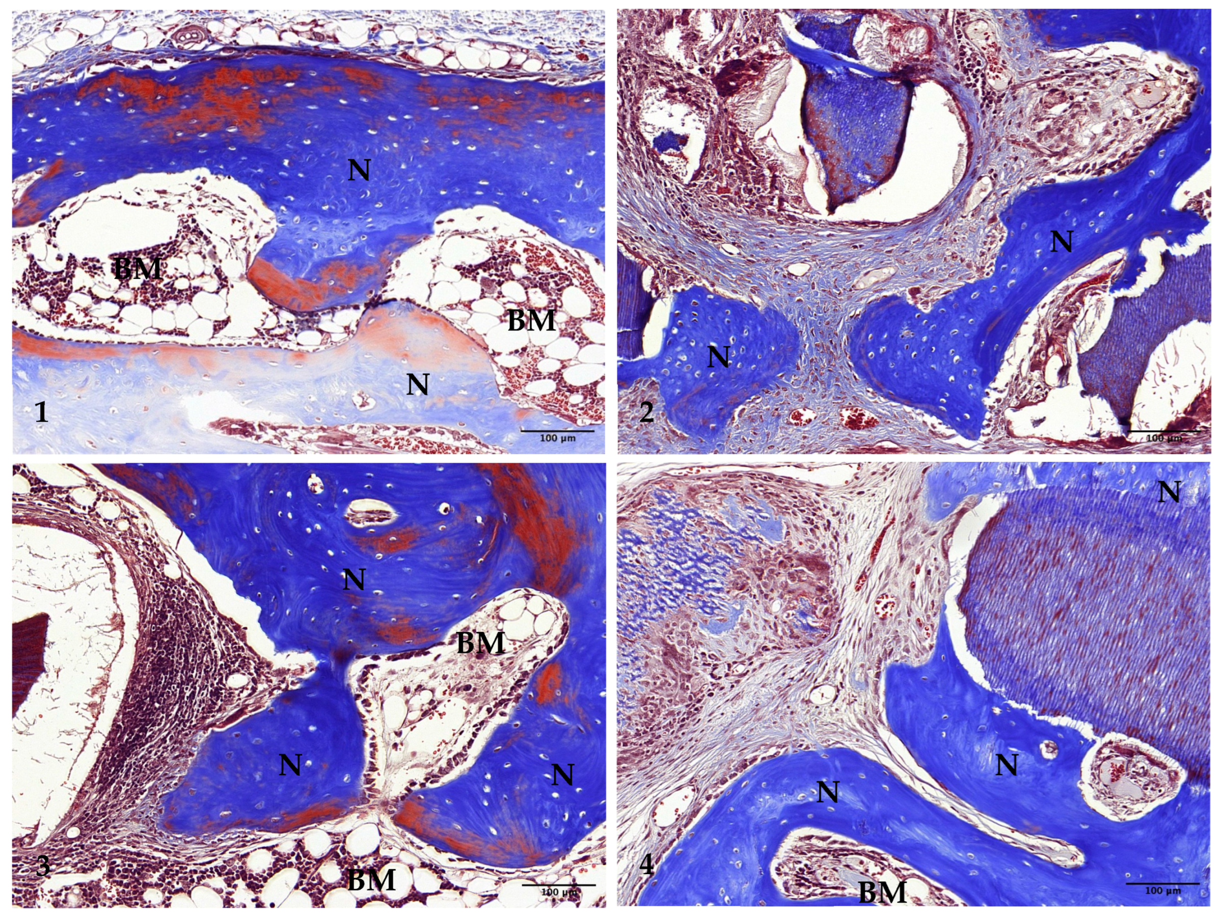 Jfb 15 00331 g007 Jfb 15 00331 g007