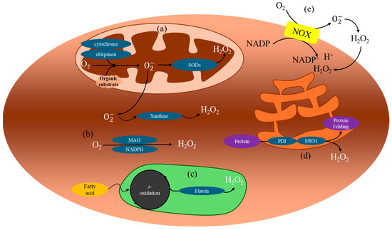 Targeting Reactive Oxygen Species for Diagnosis of Various Diseases