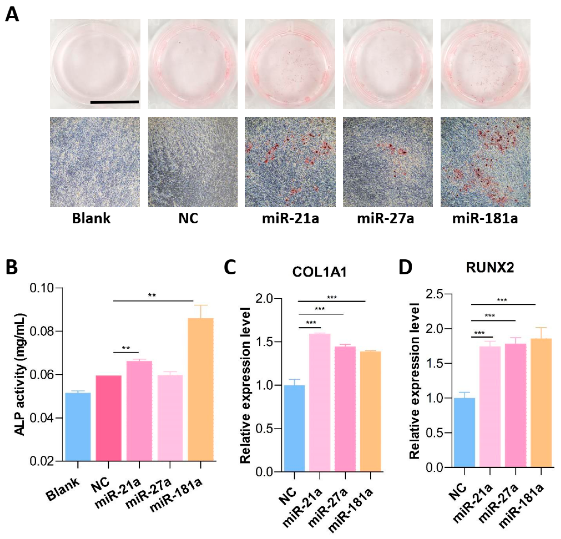 miR-181a/MSC-Loaded Nano-Hydroxyapatite/Collagen Accelerated