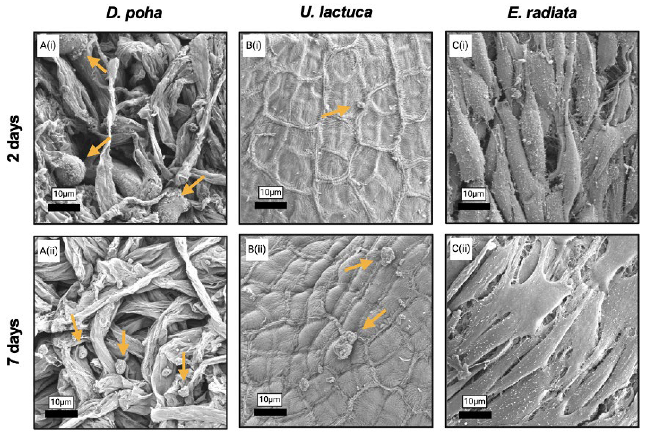Cellulose: Molecular and Structural Biology: Selected
