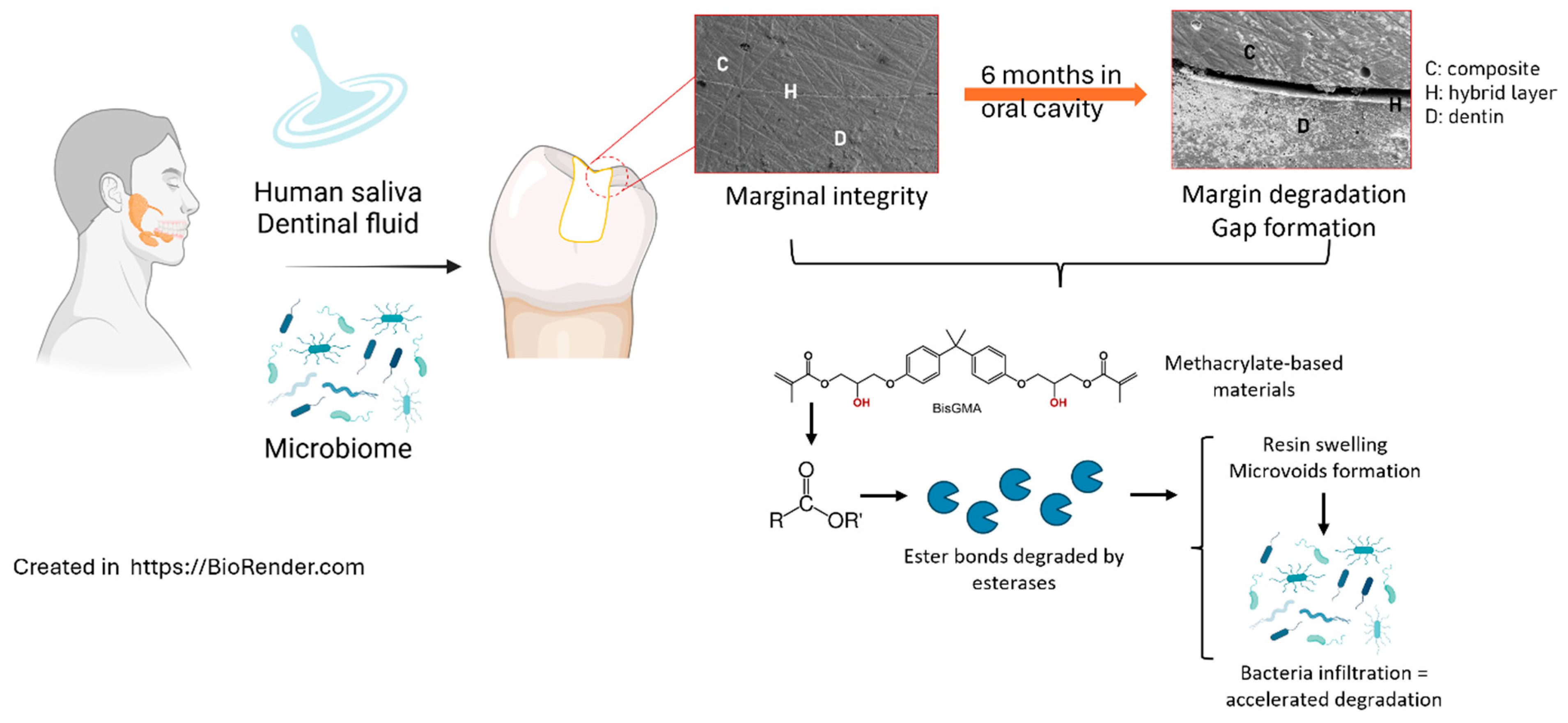 Jfb 16 00042 g004 Jfb 16 00042 g004