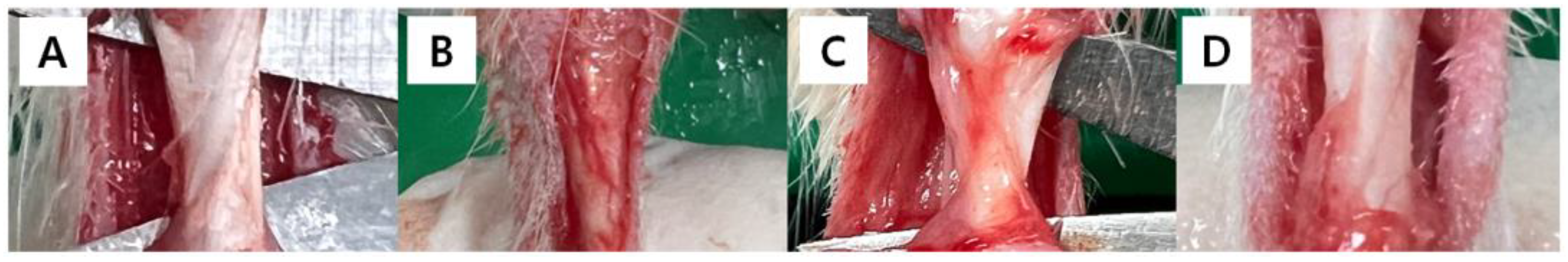 Jfb 16 00055 g004 Jfb 16 00055 g004