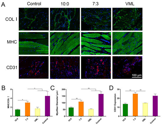 ③ Electrospun Silk Fibroin–Silk Sericin Scaffolds Induced