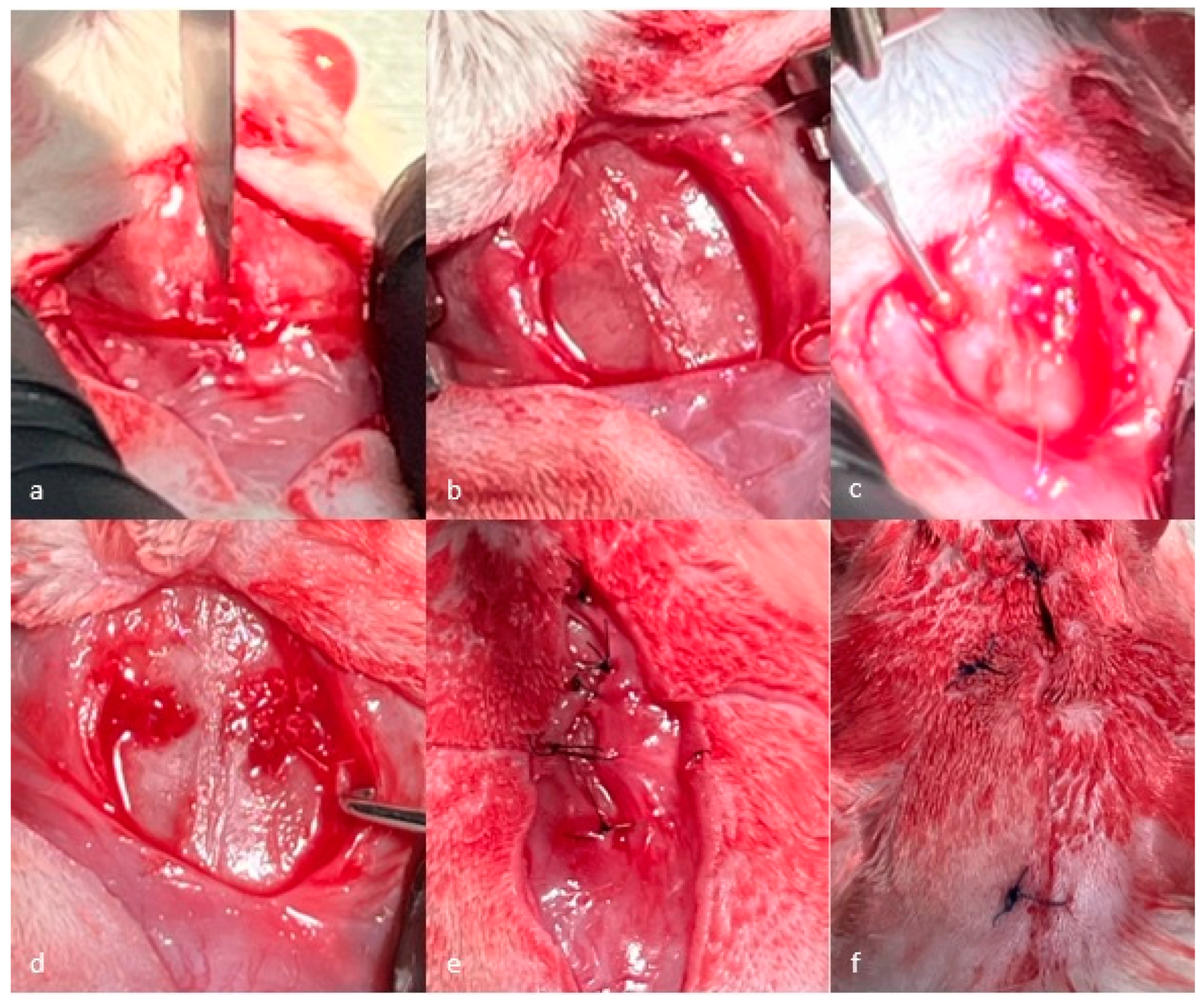 Jfb 16 00146 g001 Jfb 16 00146 g001