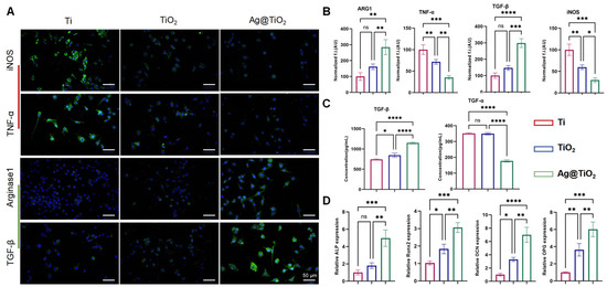 Modulating Osteoclast Activity and Immune Responses with