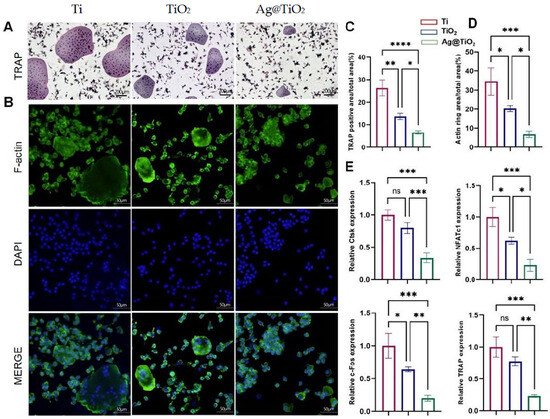 テスト Modulating Osteoclast Activity and Immune Responses with