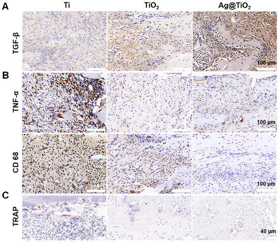 テスト Modulating Osteoclast Activity and Immune Responses with