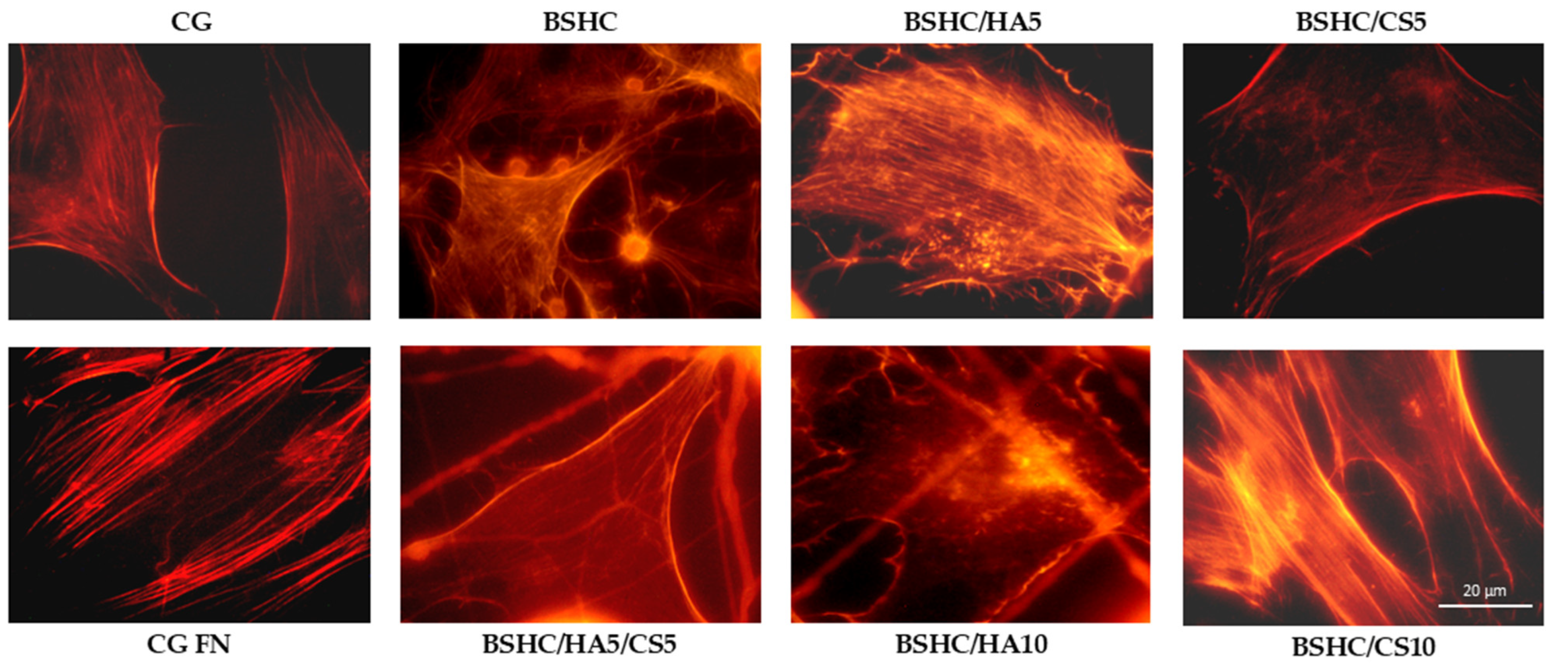 Jfb 16 00219 g010 Jfb 16 00219 g010