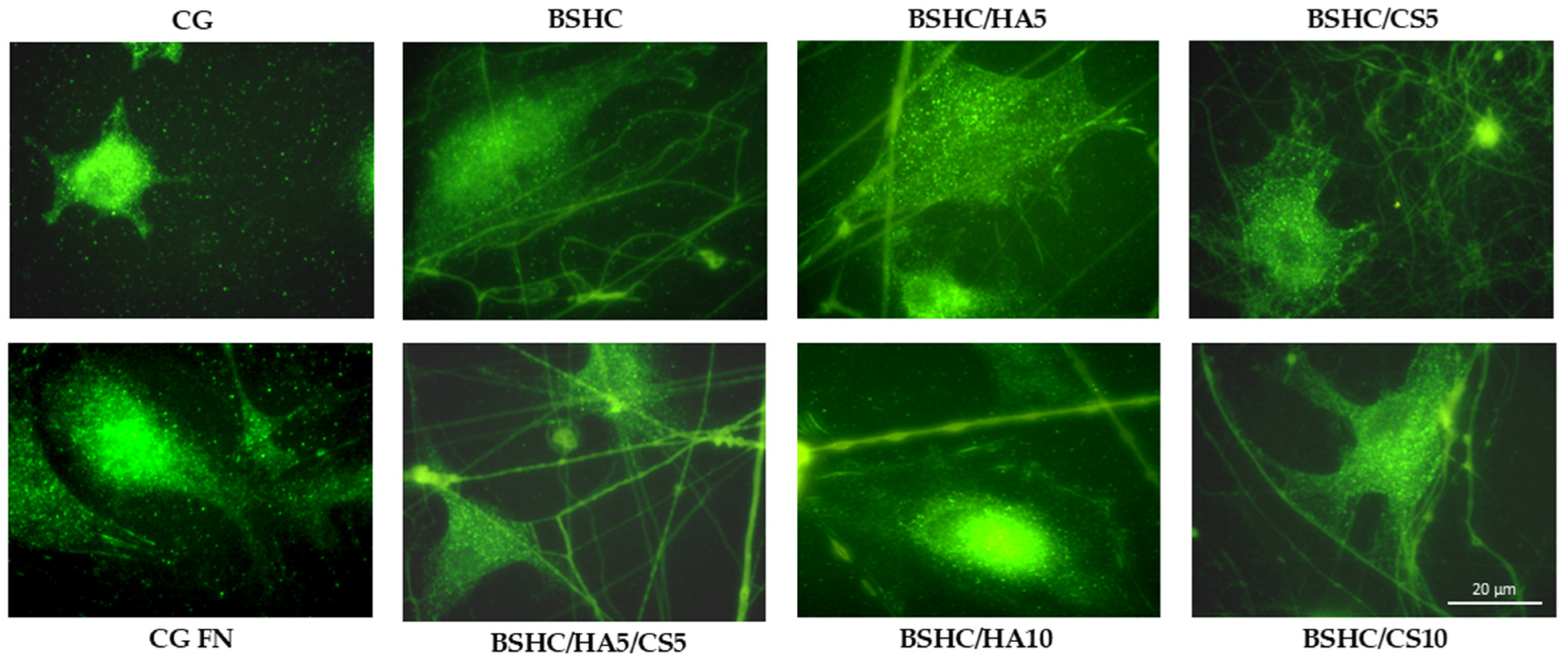 Jfb 16 00219 g011 Jfb 16 00219 g011