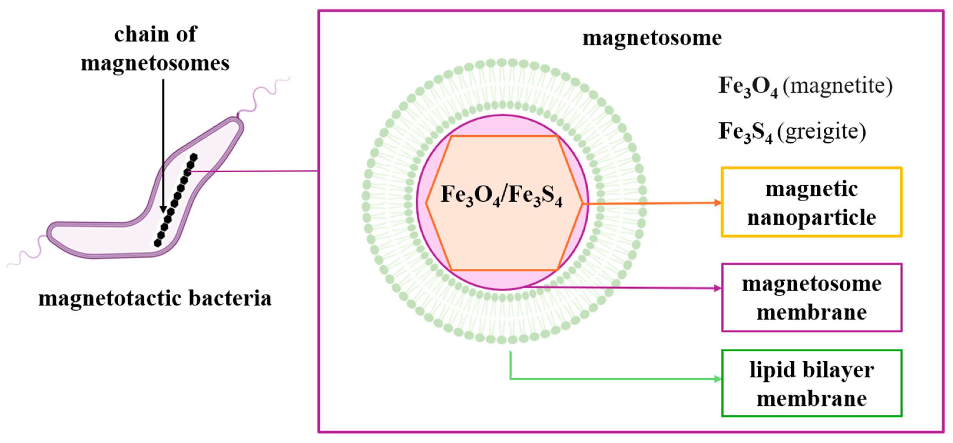 Jfb 16 00231 g003 Jfb 16 00231 g003