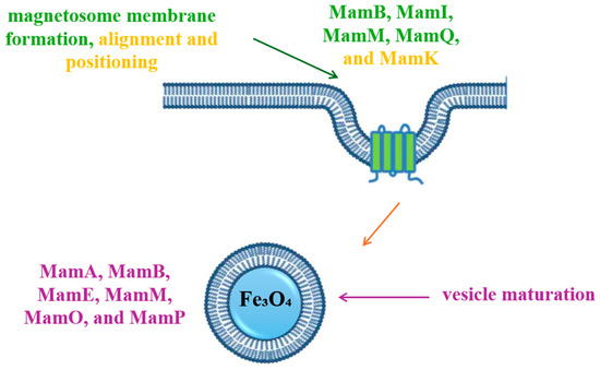 The Biomedical Limitations of Magnetic Nanoparticles and a ...