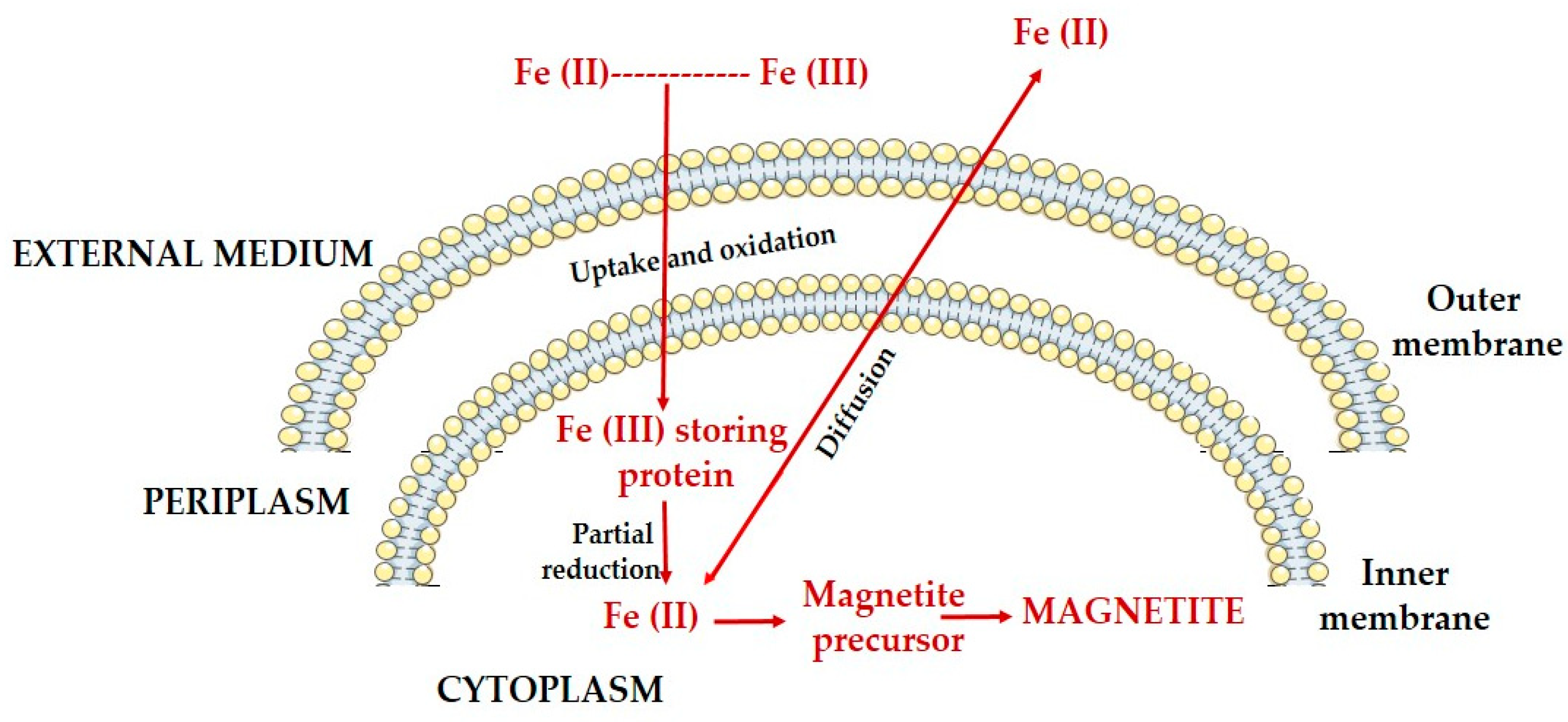Jfb 16 00231 g005 Jfb 16 00231 g005