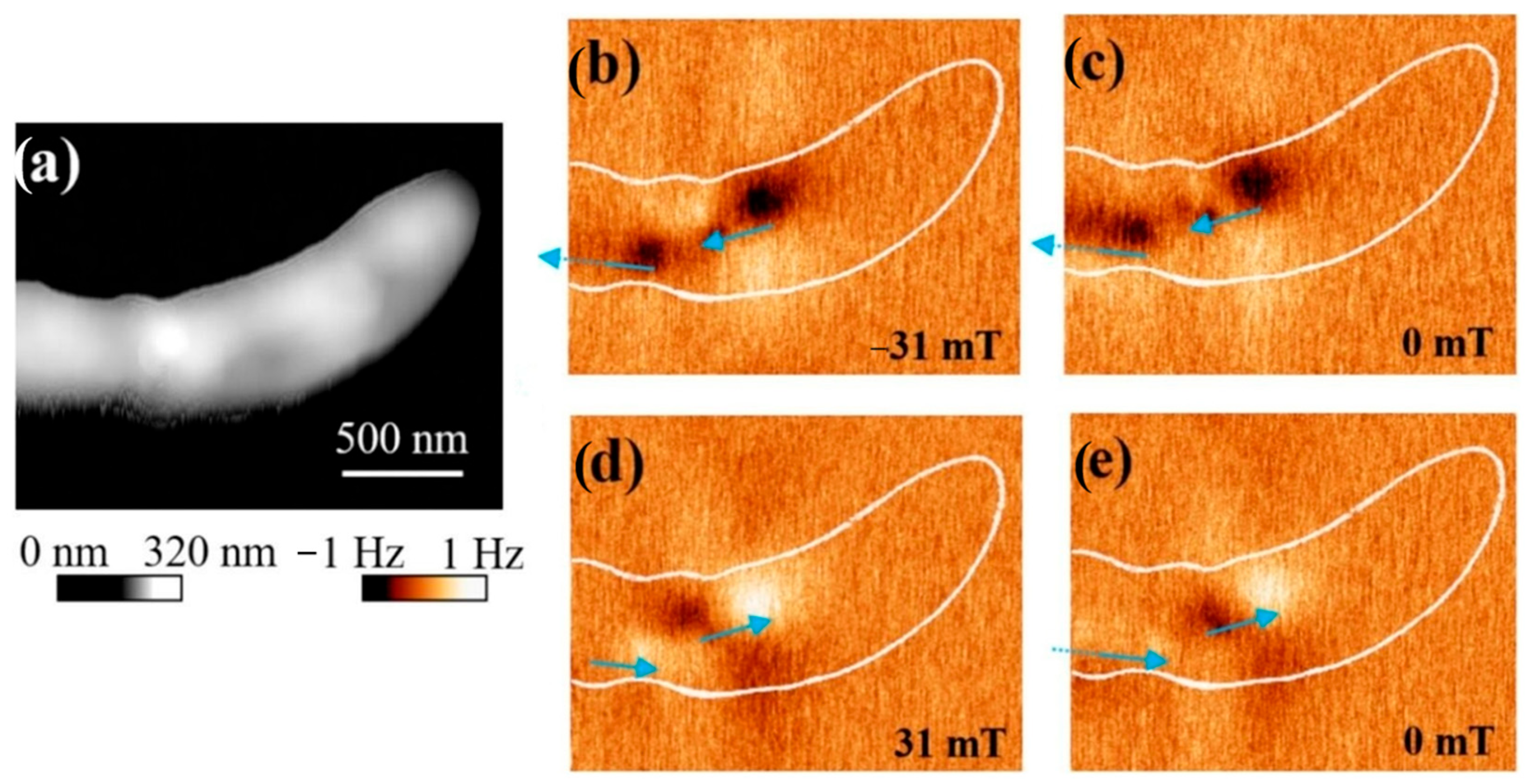 Jfb 16 00231 g006 Jfb 16 00231 g006