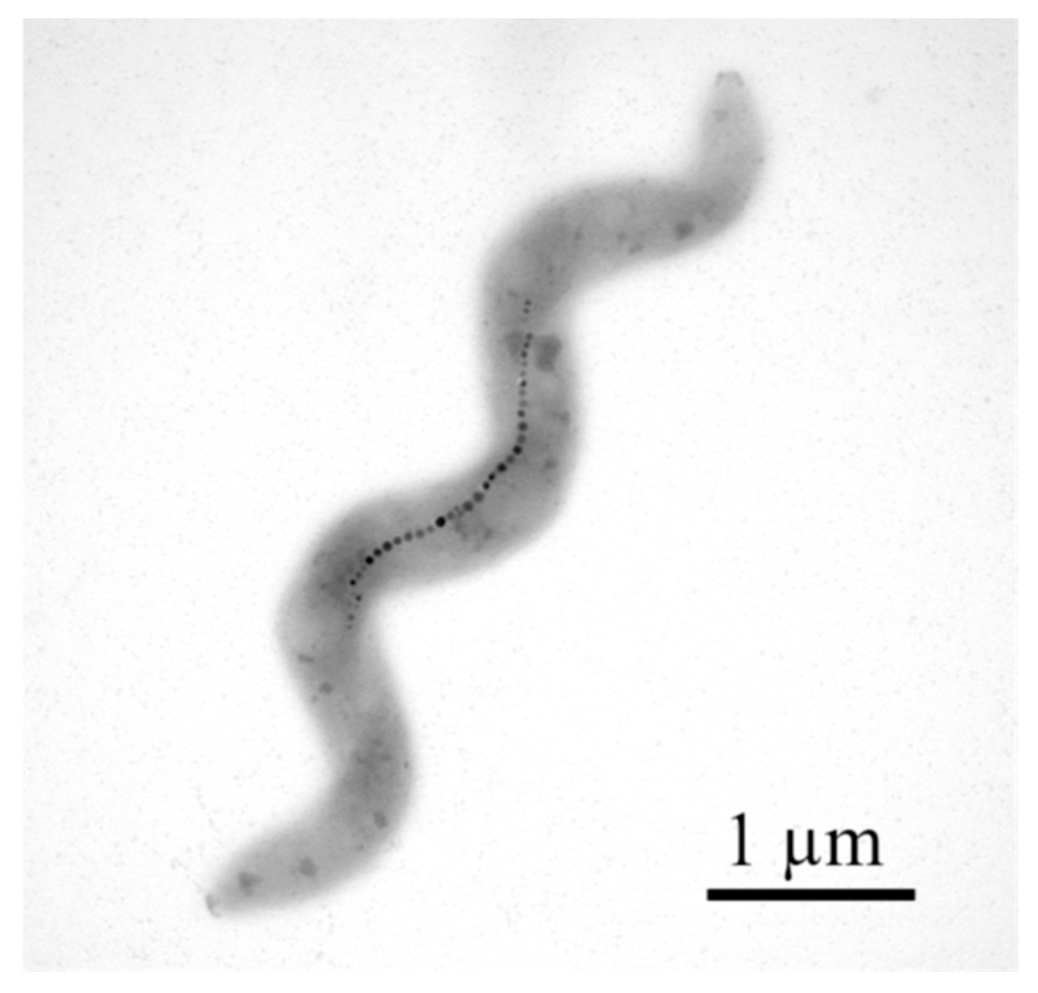 Jfb 16 00231 g007 Jfb 16 00231 g007