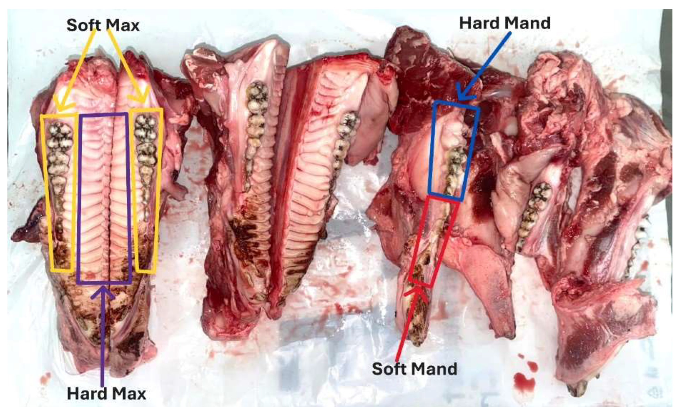 Jfb 16 00291 g002 Jfb 16 00291 g002
