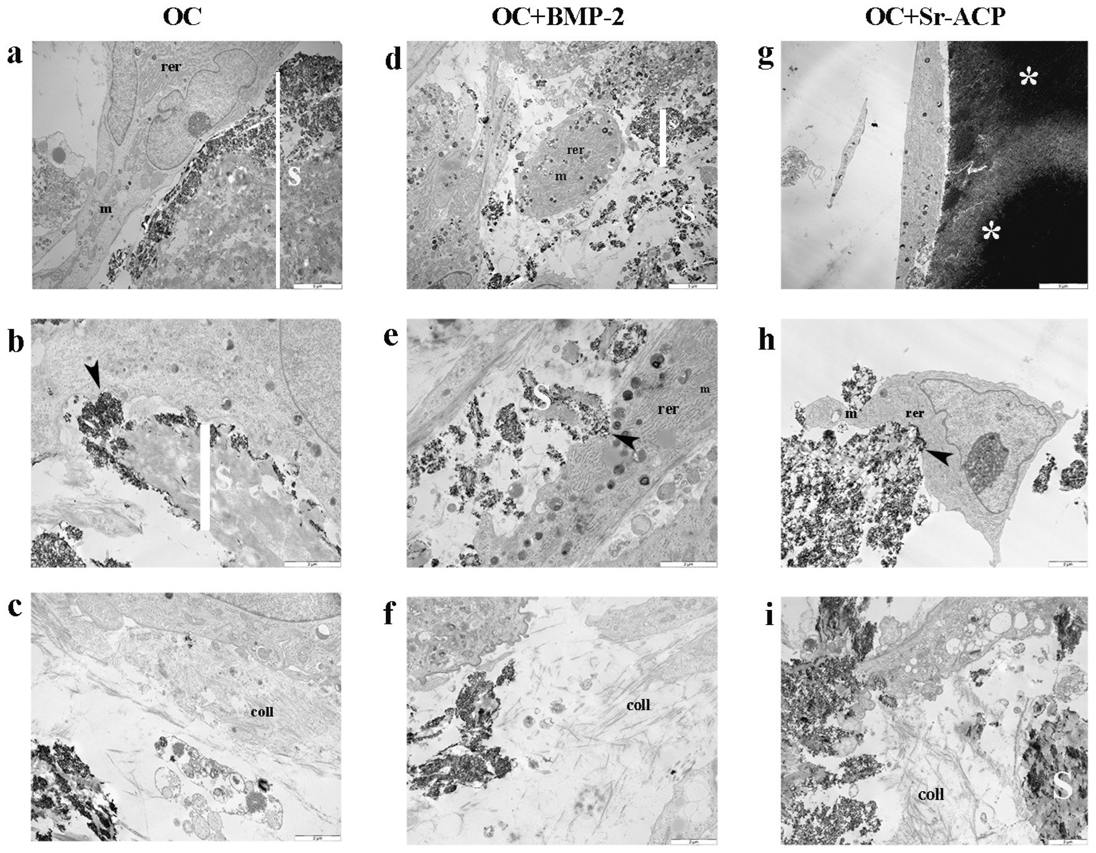 Jfb 16 00302 g001 Jfb 16 00302 g001