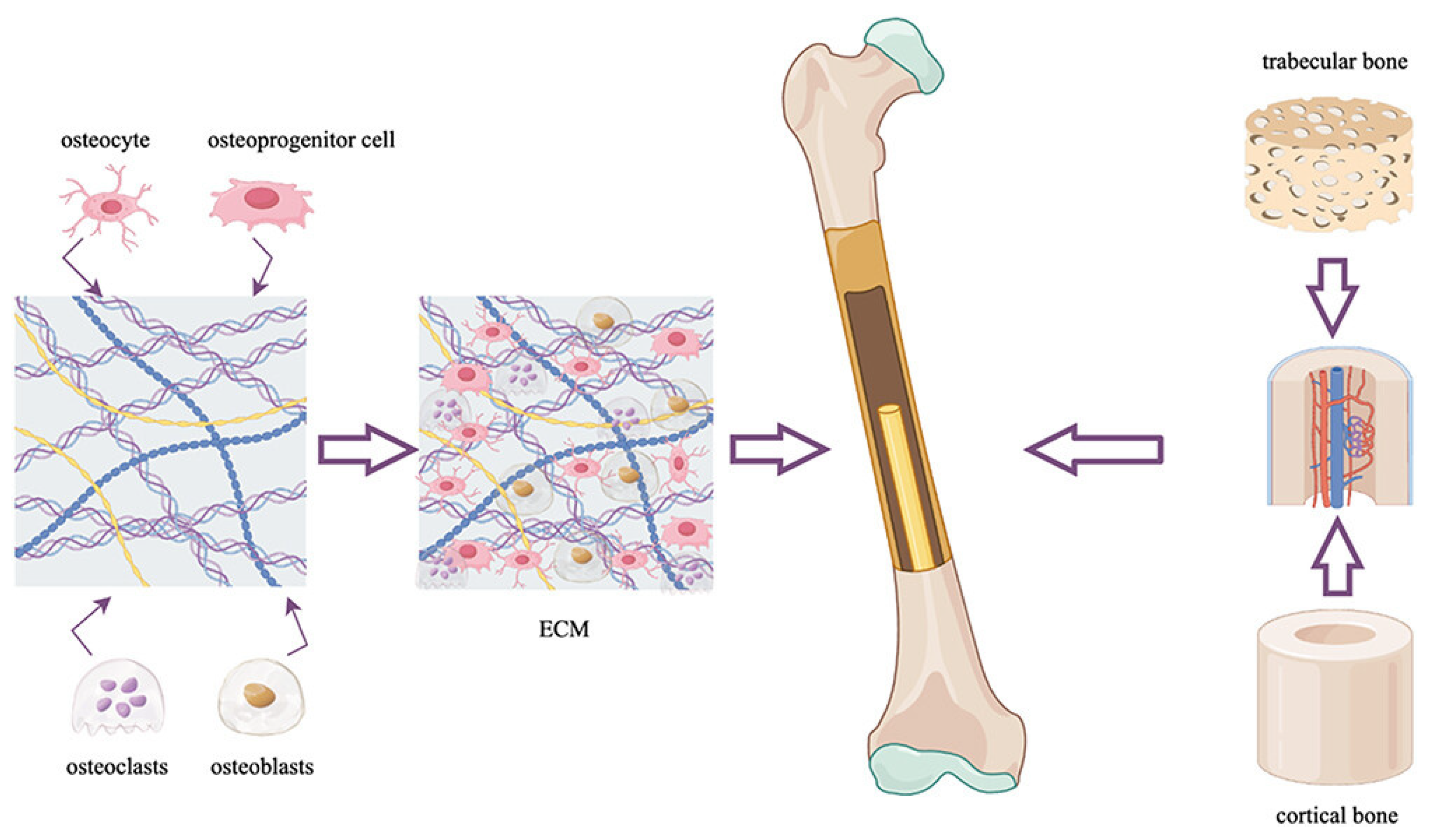 Jfb 16 00313 g001 Jfb 16 00313 g001