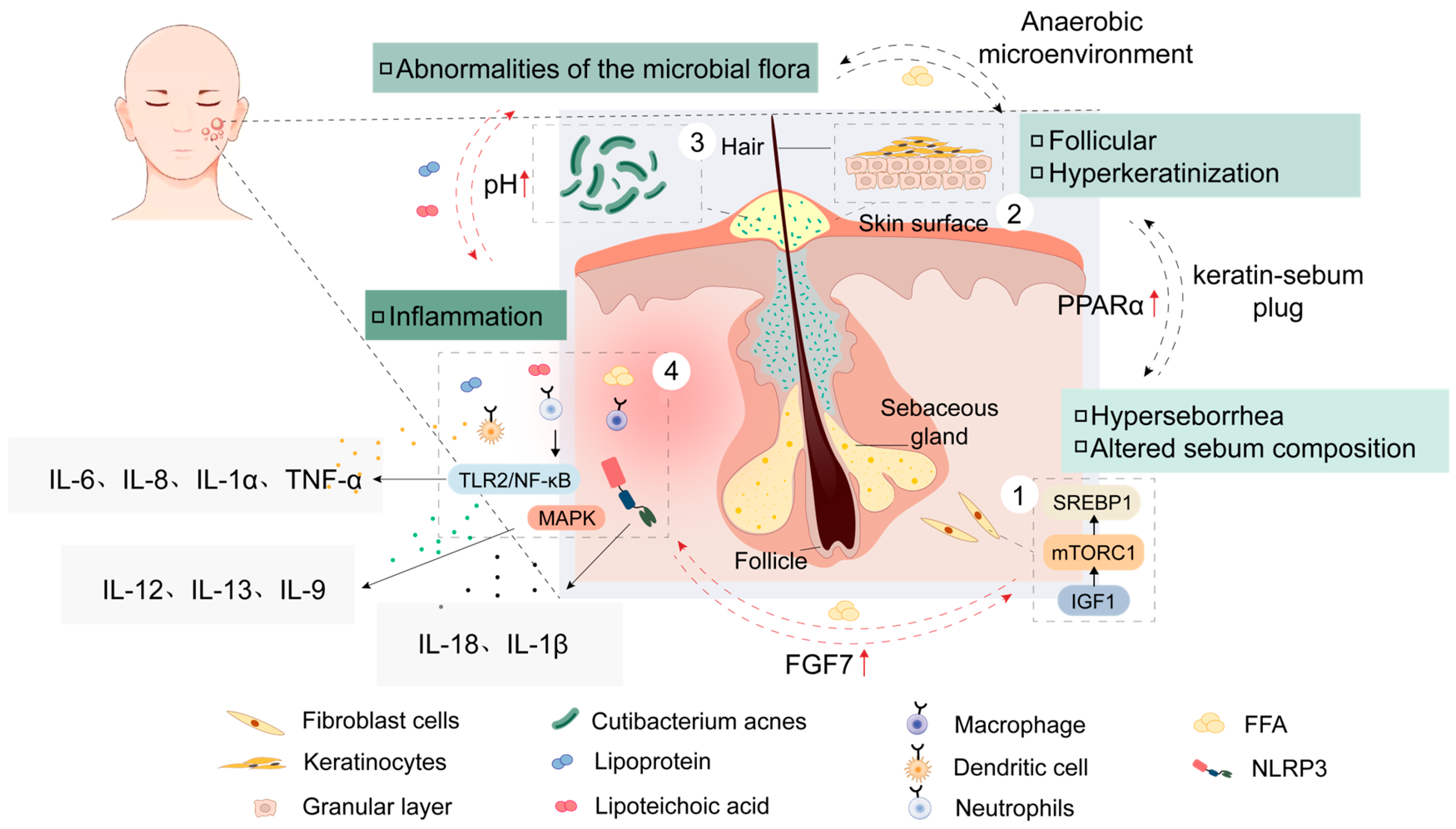 Pachi Tang -Anybuy公式アカウント1号機 Electrospun Biomaterials for Scarless Acne Wound Healing: Advances