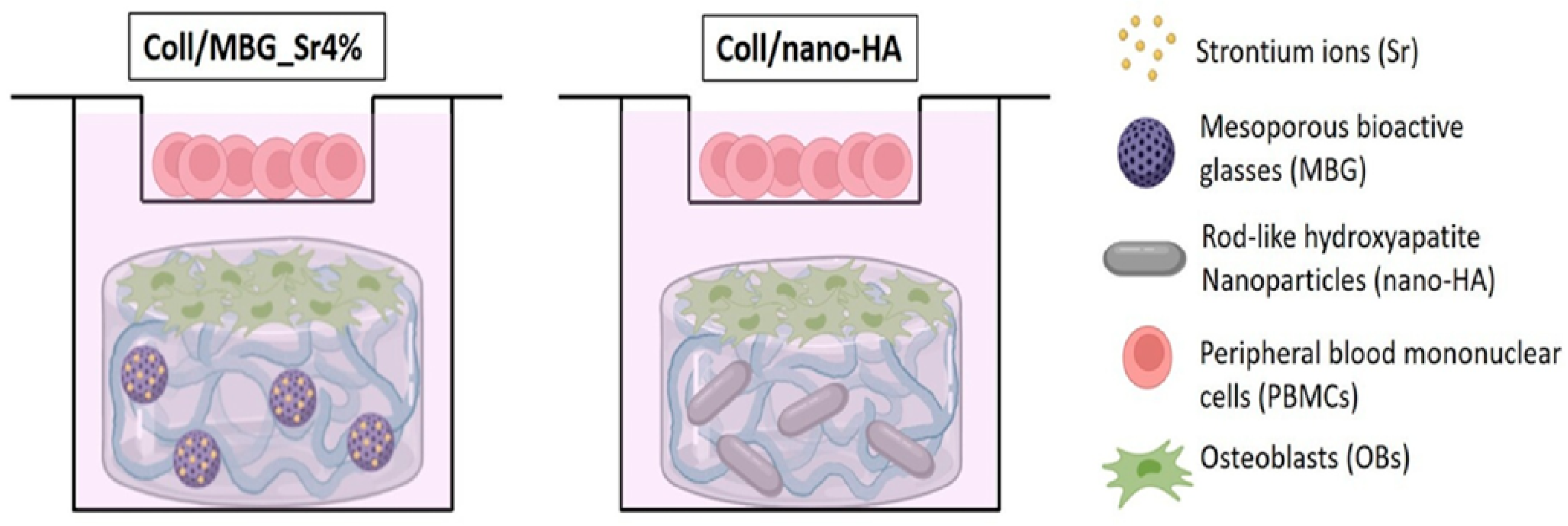Jfb 16 00317 g004 Jfb 16 00317 g004