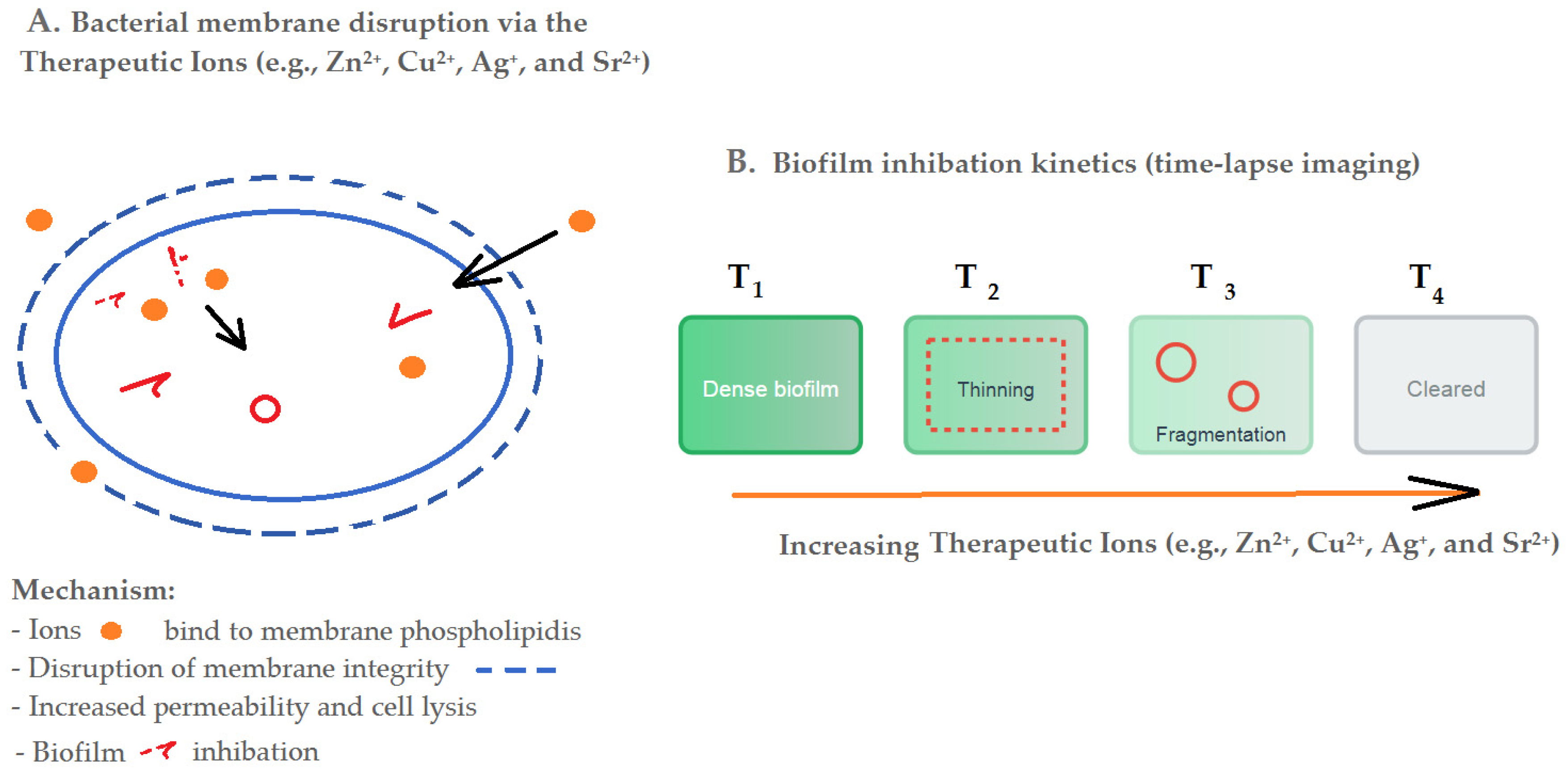Jfb 16 00318 g001 Jfb 16 00318 g001