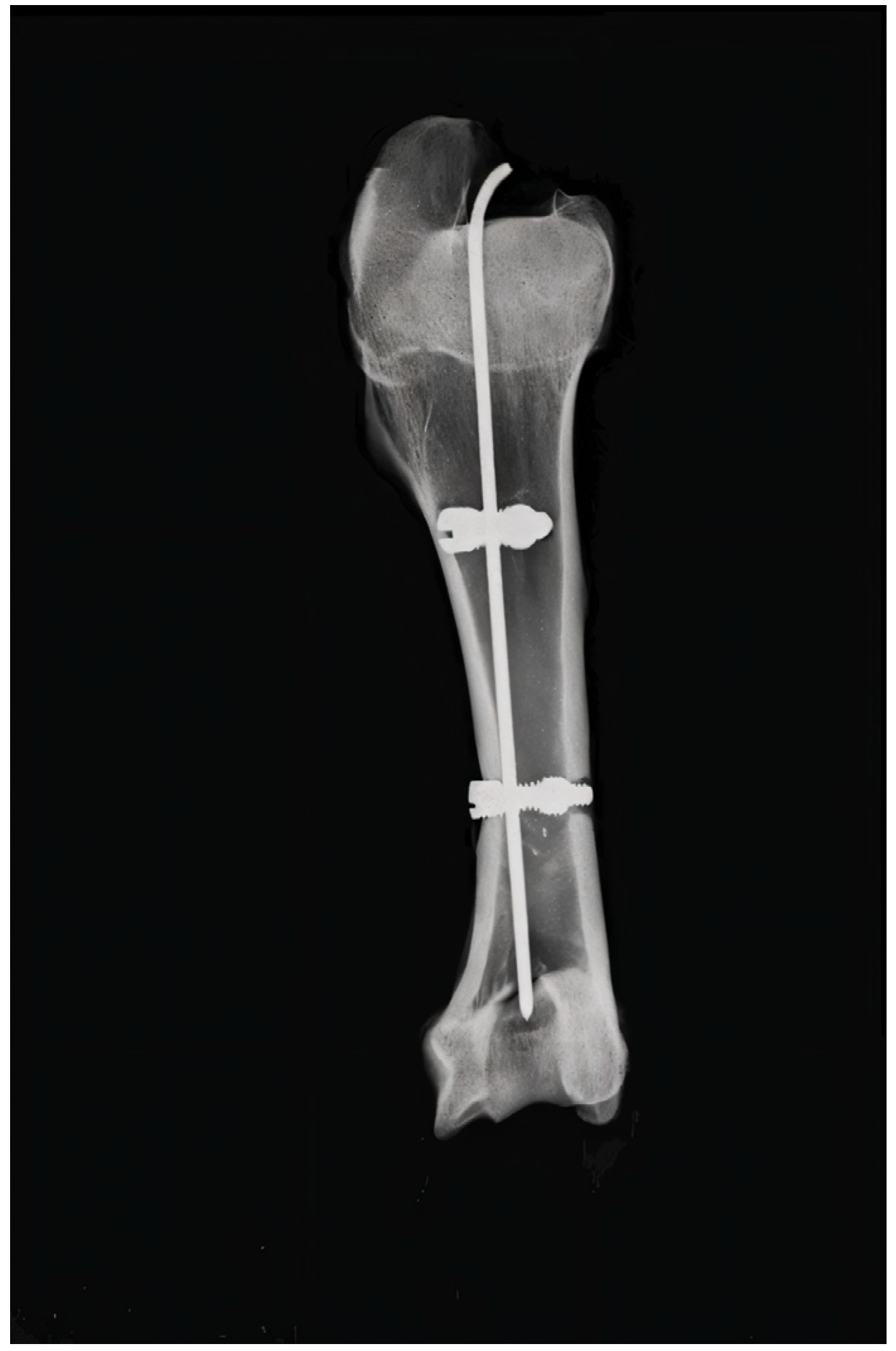 Jfb 16 00348 g003 Jfb 16 00348 g003