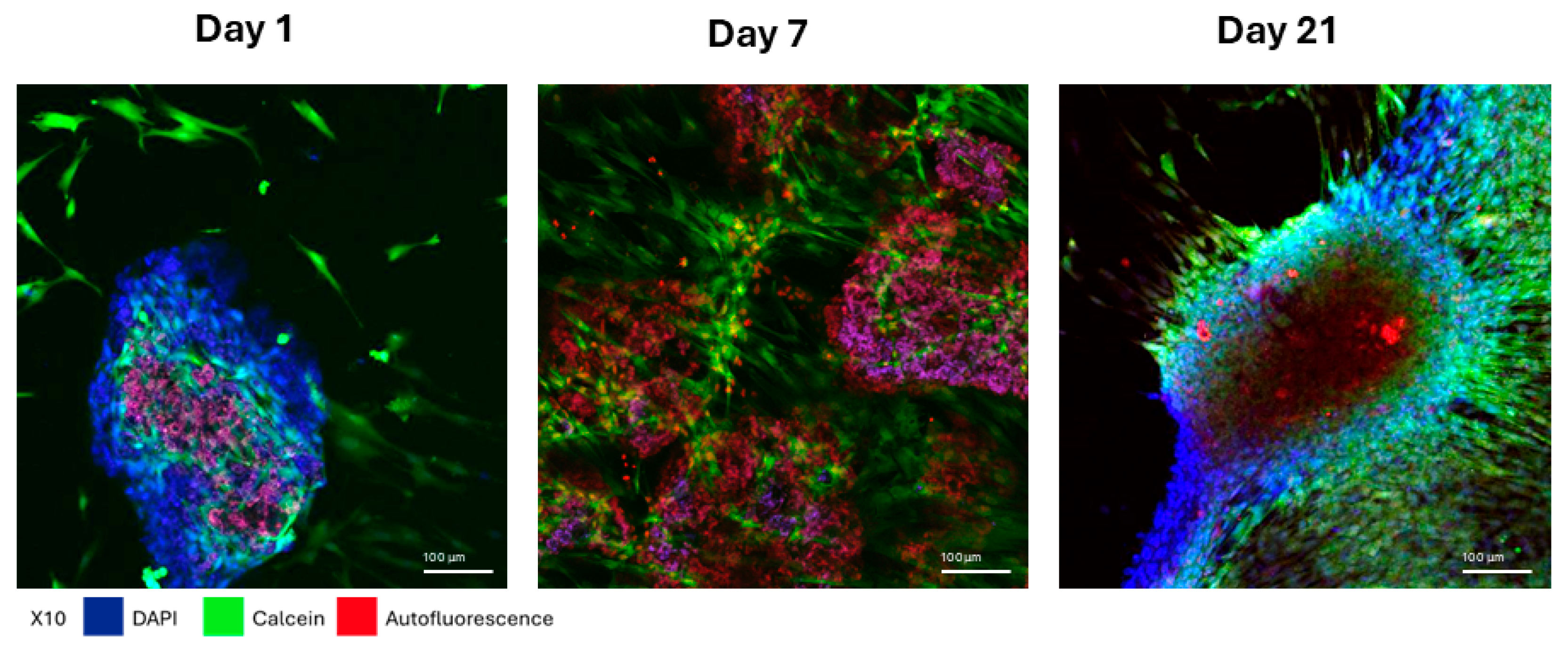 Jfb 16 00361 g004 Jfb 16 00361 g004