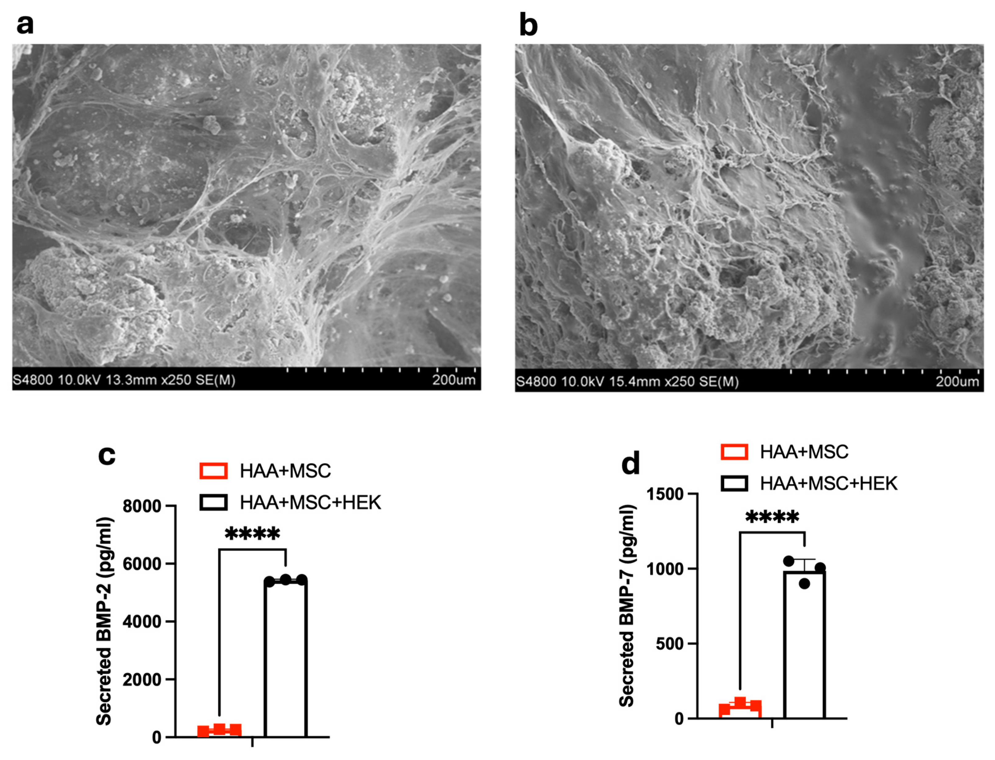 Jfb 16 00361 g005 Jfb 16 00361 g005