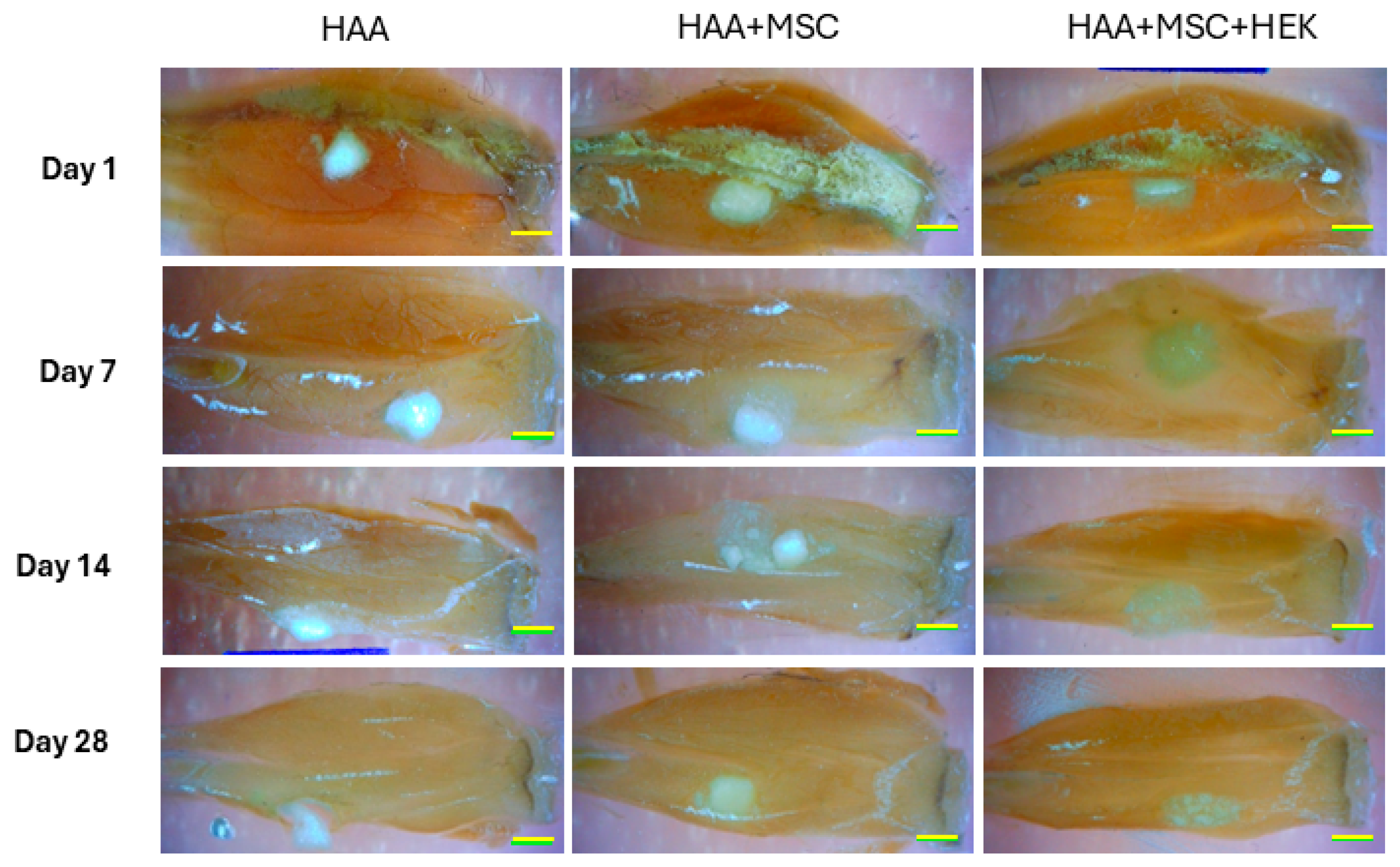 Jfb 16 00361 g006 Jfb 16 00361 g006