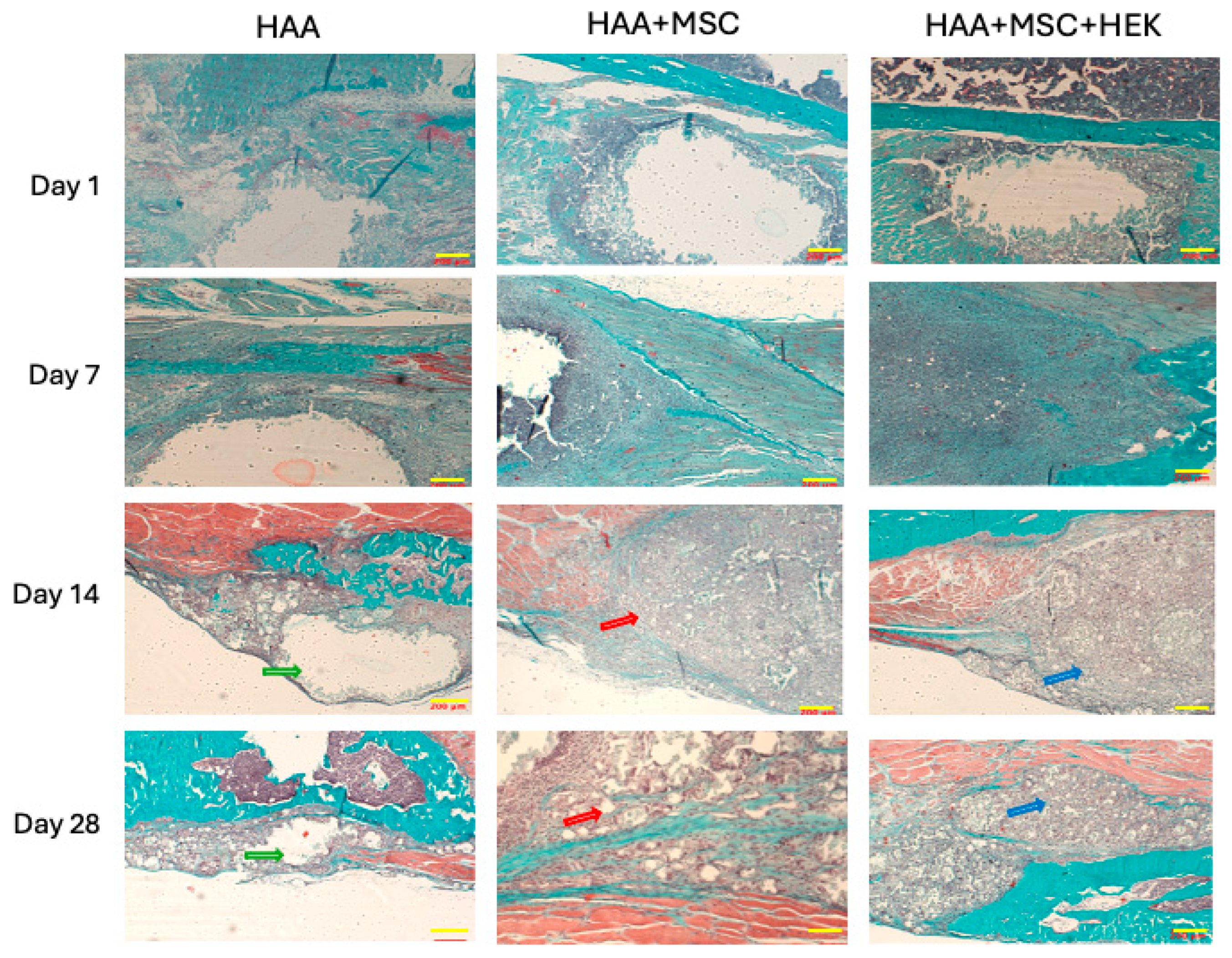 Jfb 16 00361 g009 Jfb 16 00361 g009