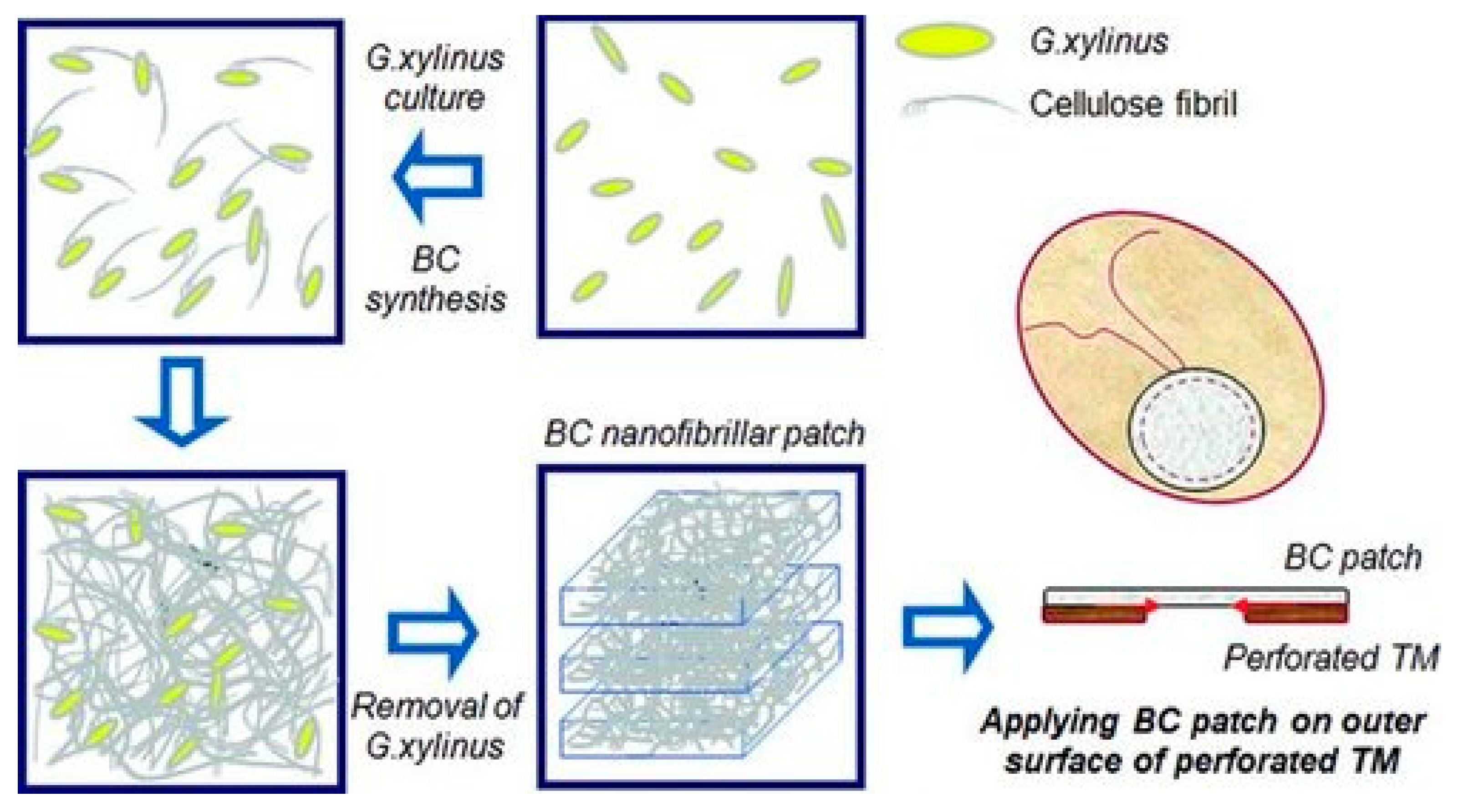 Jfb 16 00384 g004 Jfb 16 00384 g004