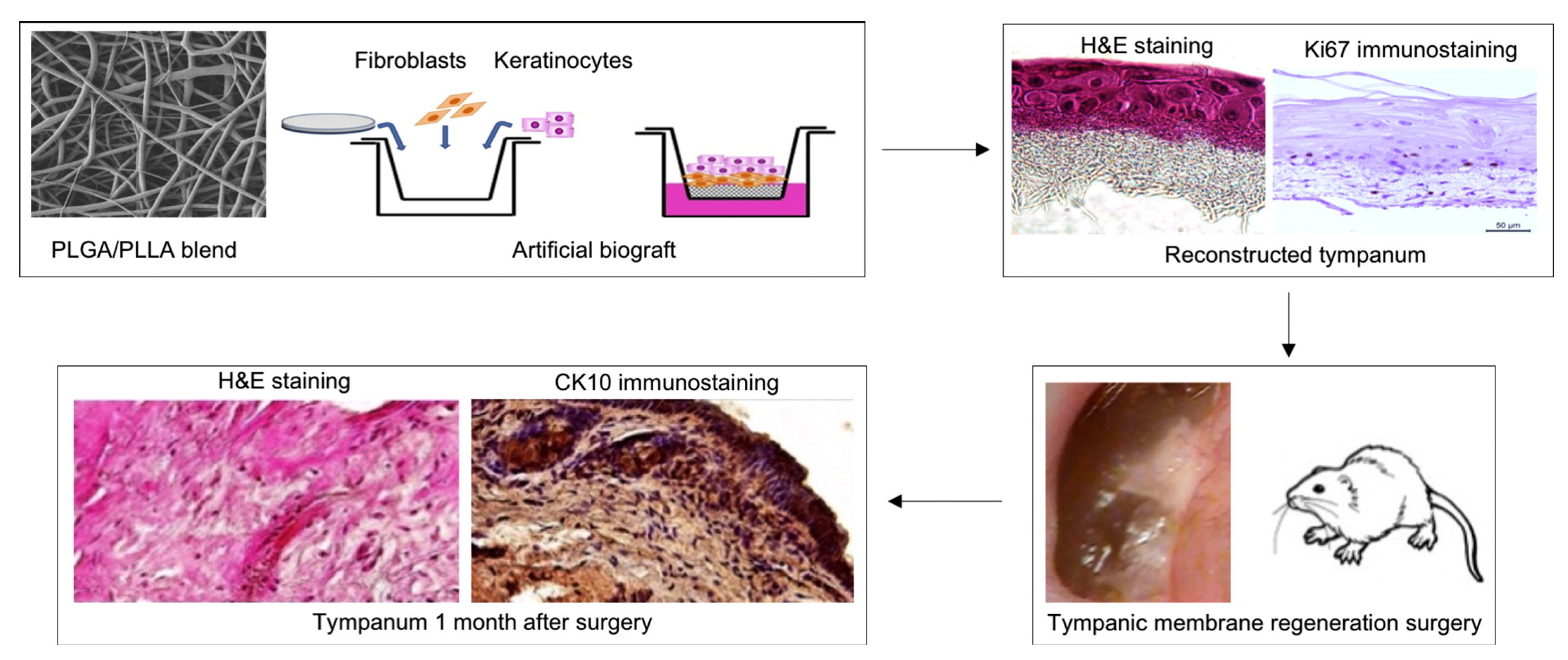 Jfb 16 00384 g005 Jfb 16 00384 g005